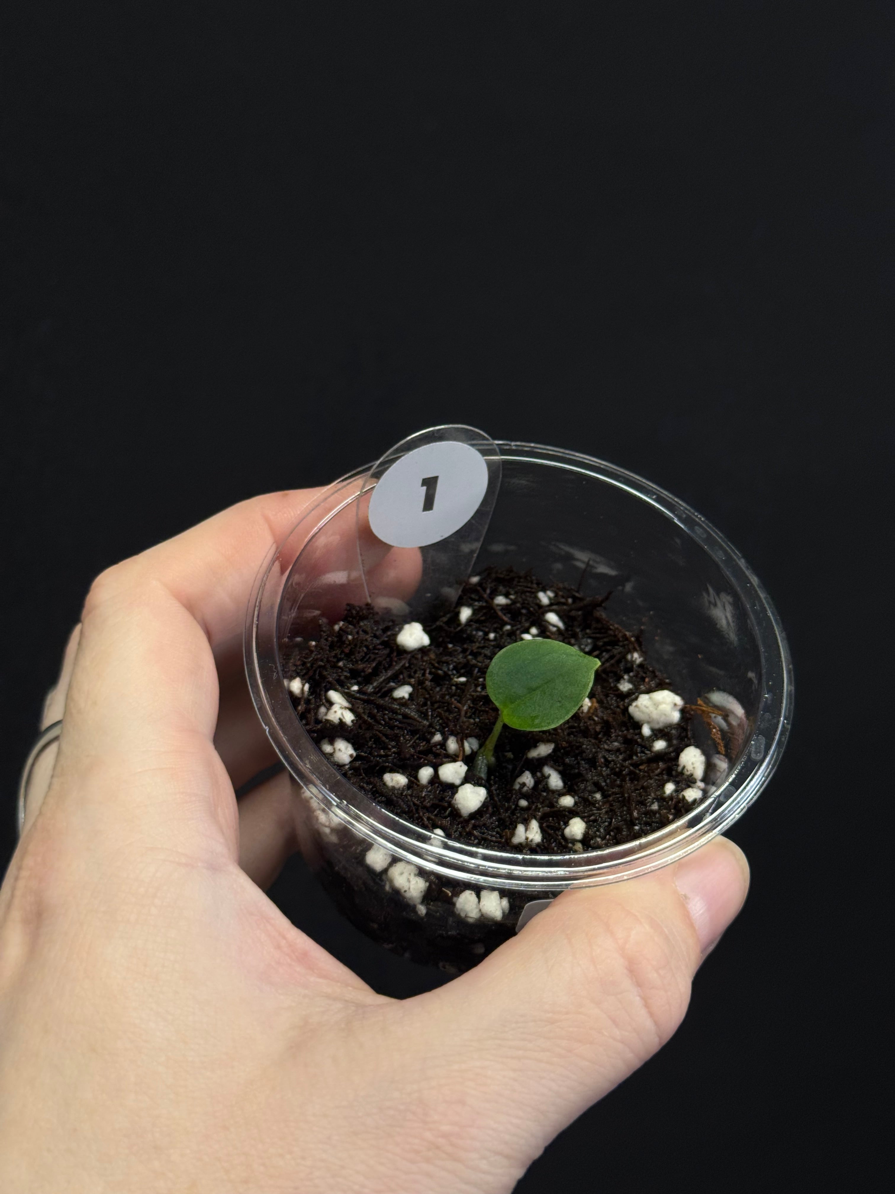 Anthurium (Black Widow x Red Velvet Cake) x (Dressleri RG x Carlablackiae 'Amanda') - Pre-order