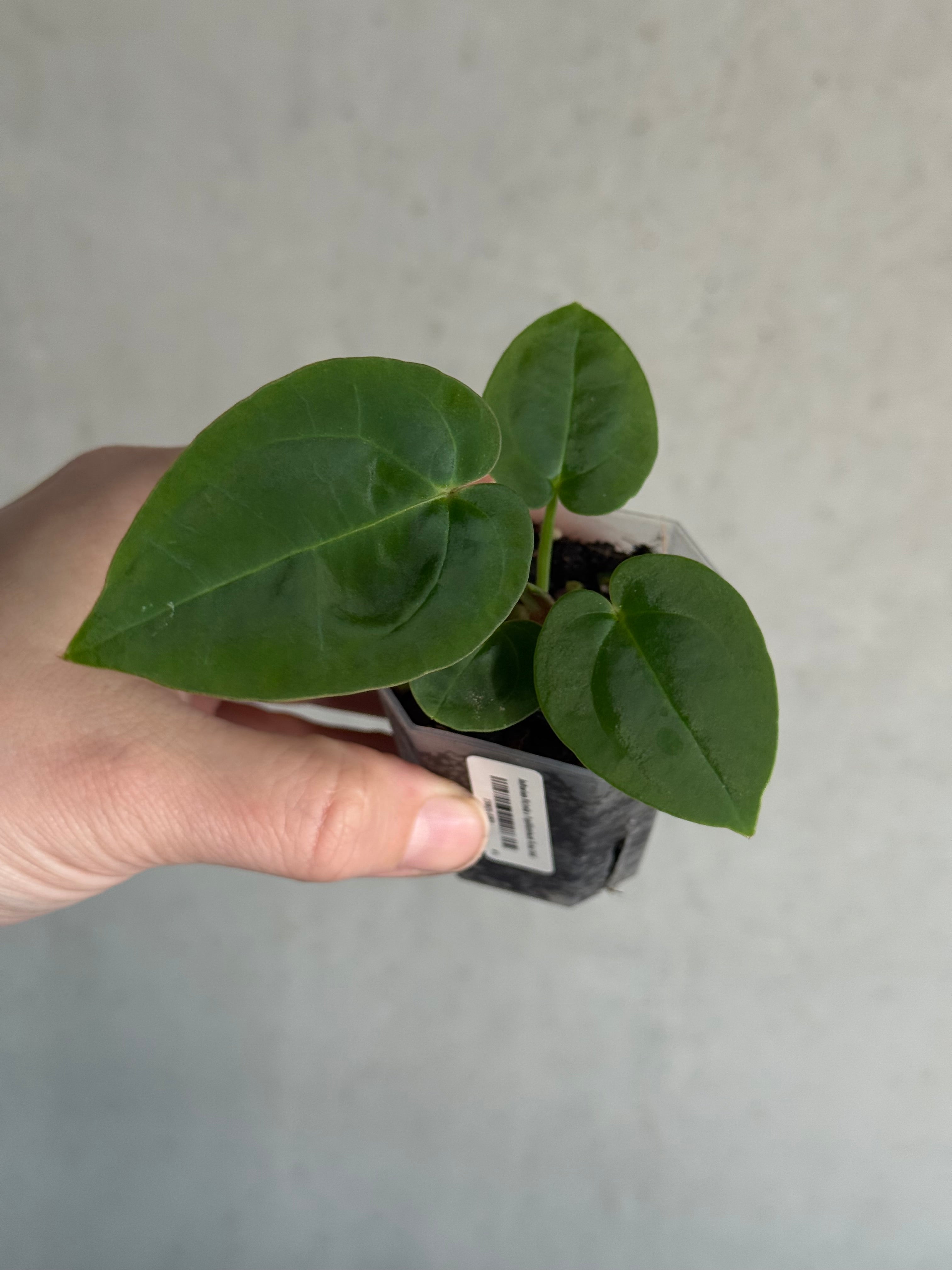 Anthurium Michelle x Papillilaminum ‘Guna Yala’