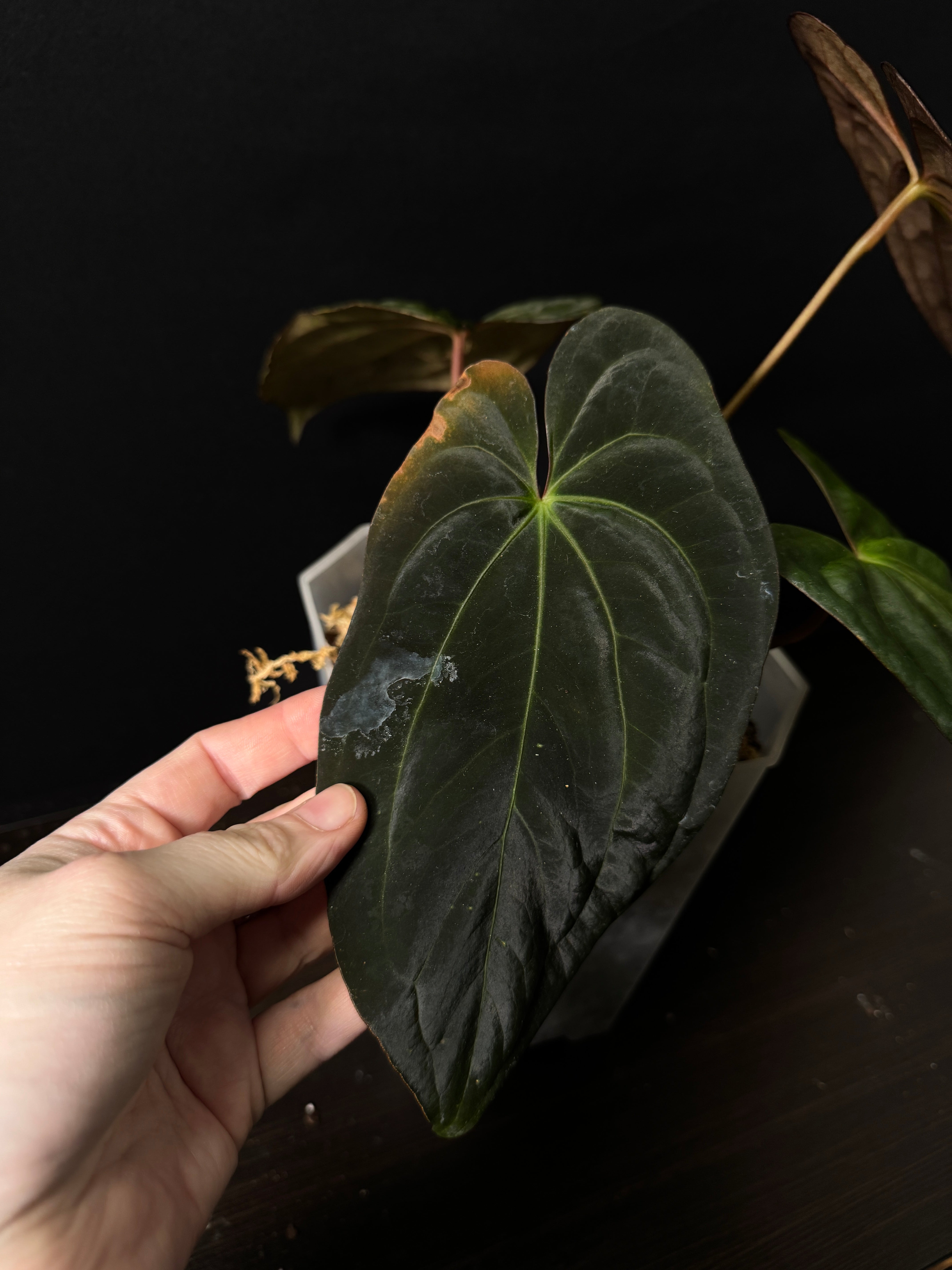 Anthurium BVIT x Red Vein Dark Phoenix