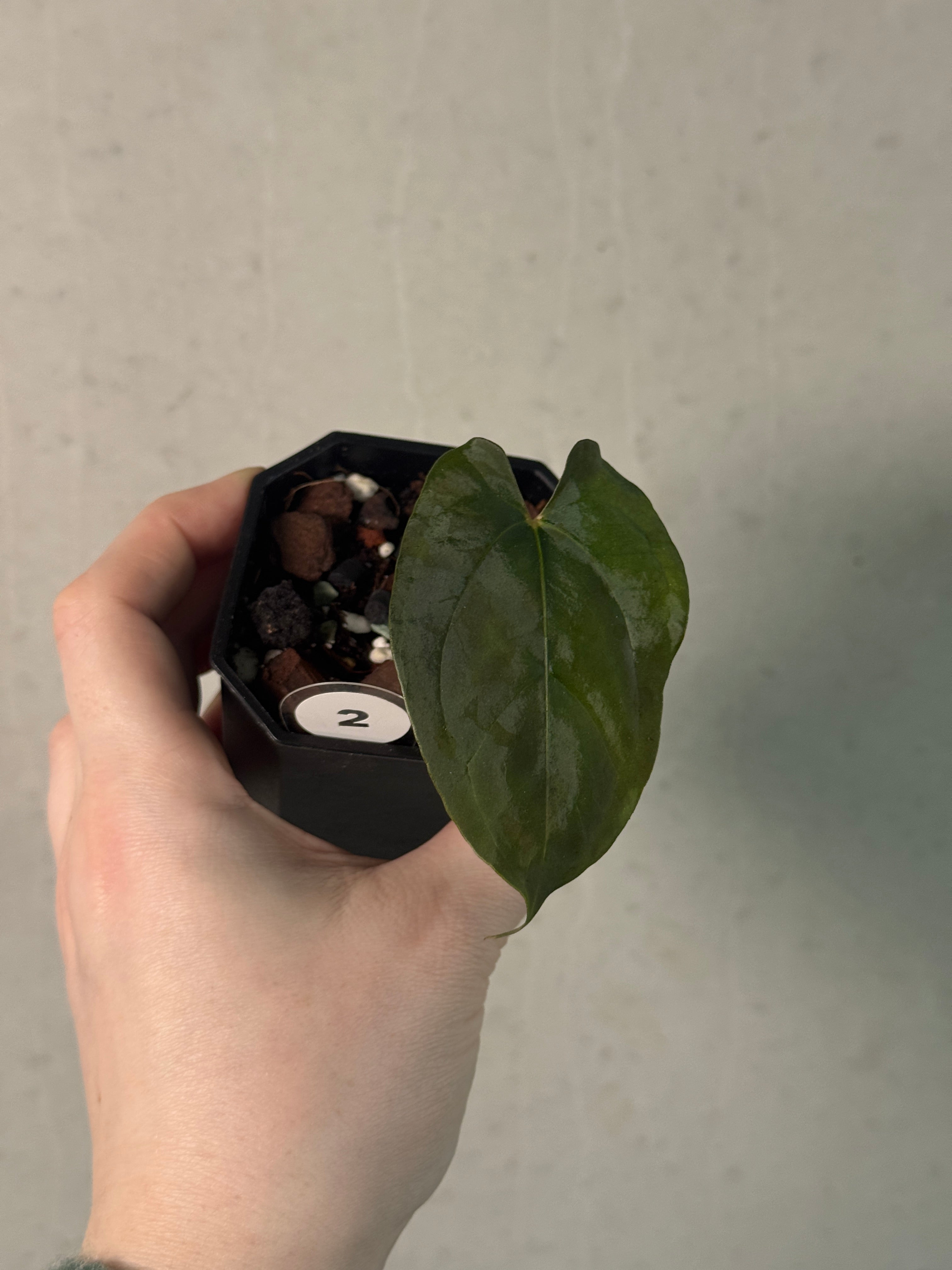 Anthurium Ralph Lynam x Fort Sherman (JV) S1 - Clone - SMUKHI