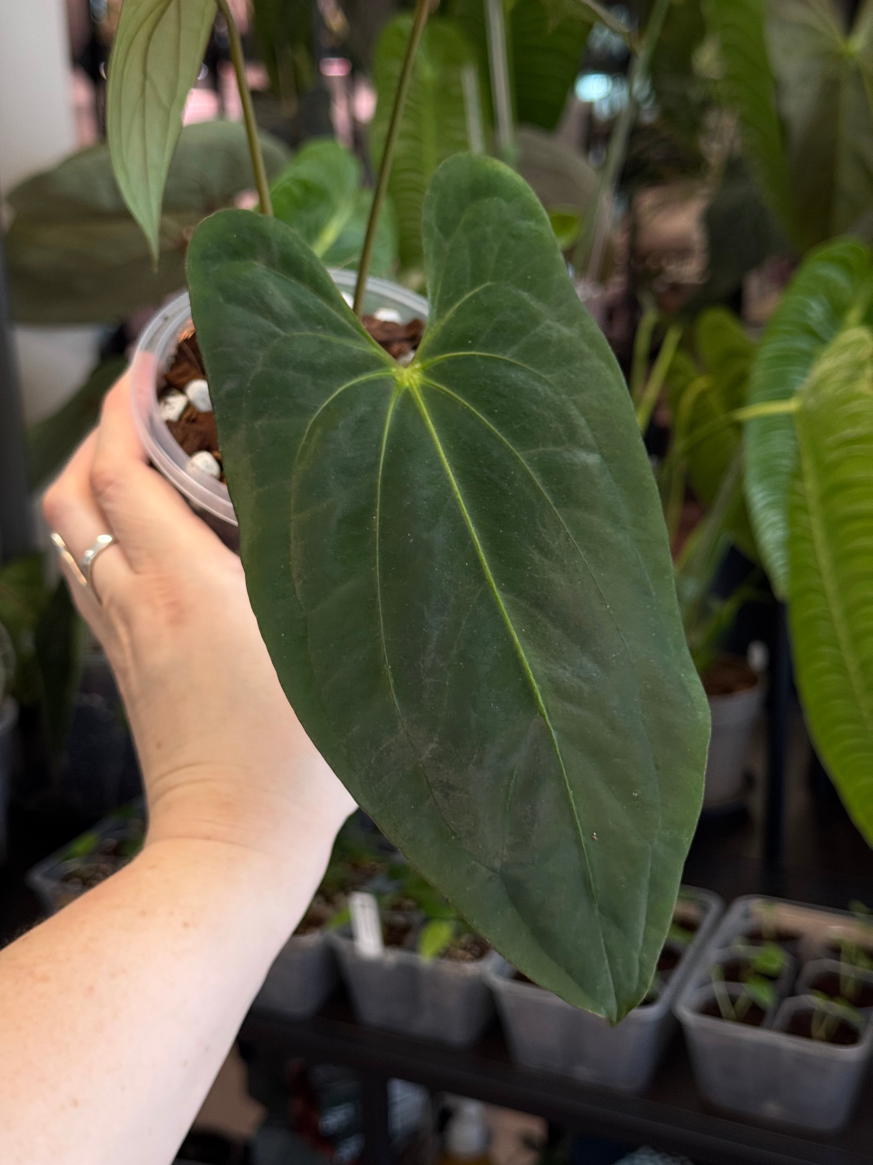 Anthurium ‘Lost Tag’