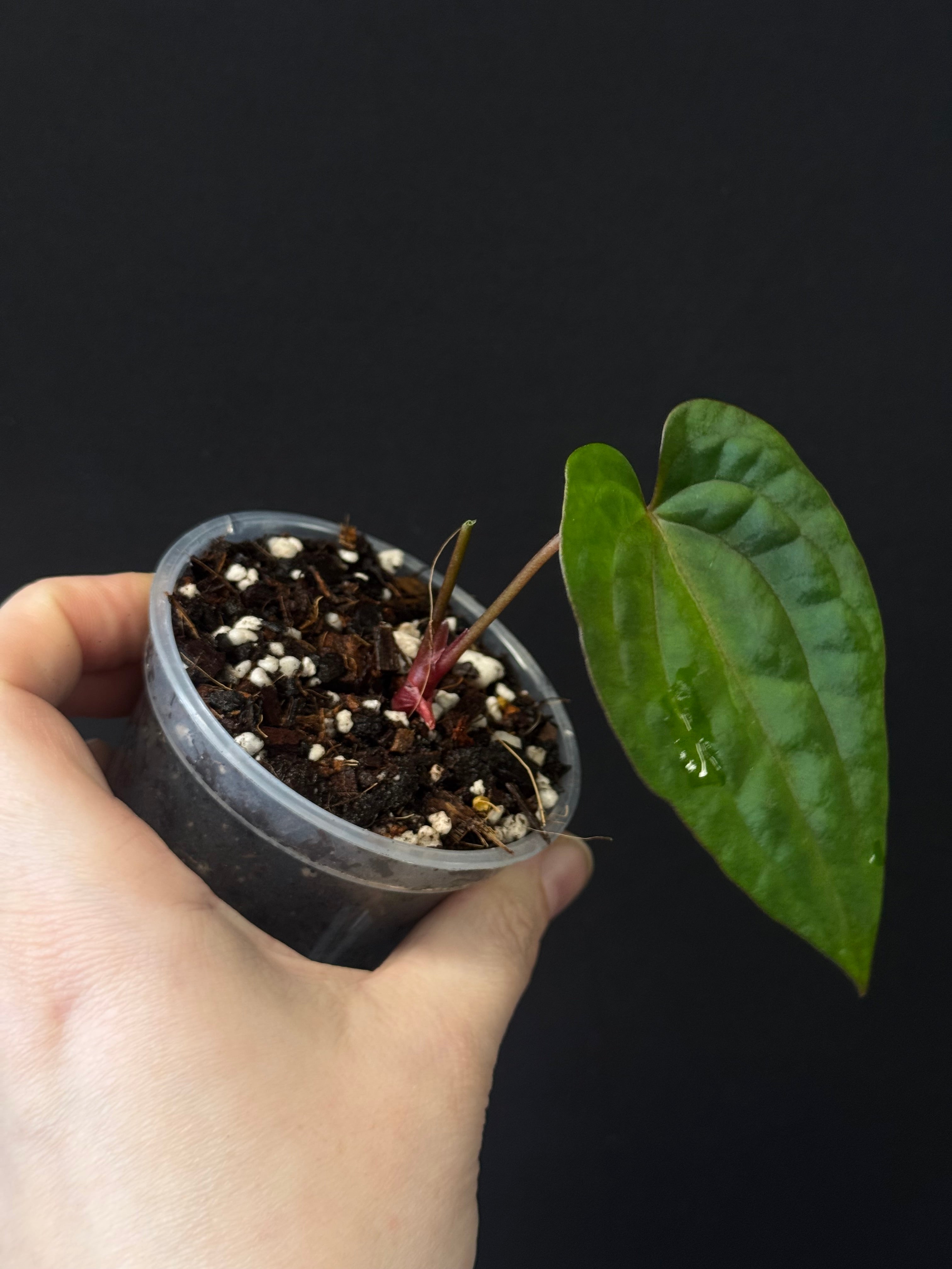 Anthurium Fort Sherman x Red Vein Dark Phoenix - Cutting