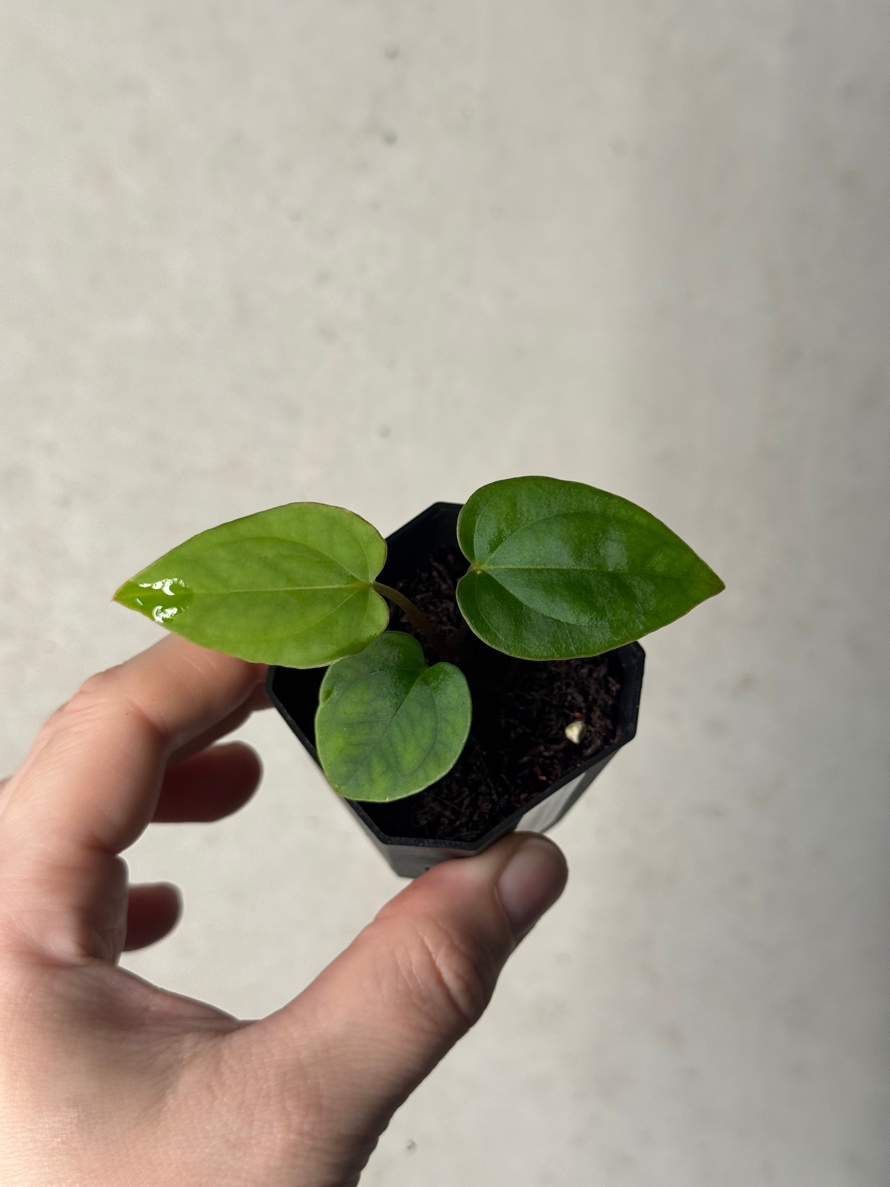 Anthurium (Ralph Lynam x Dressleri RG) x (Carlablackiae A1 x self)