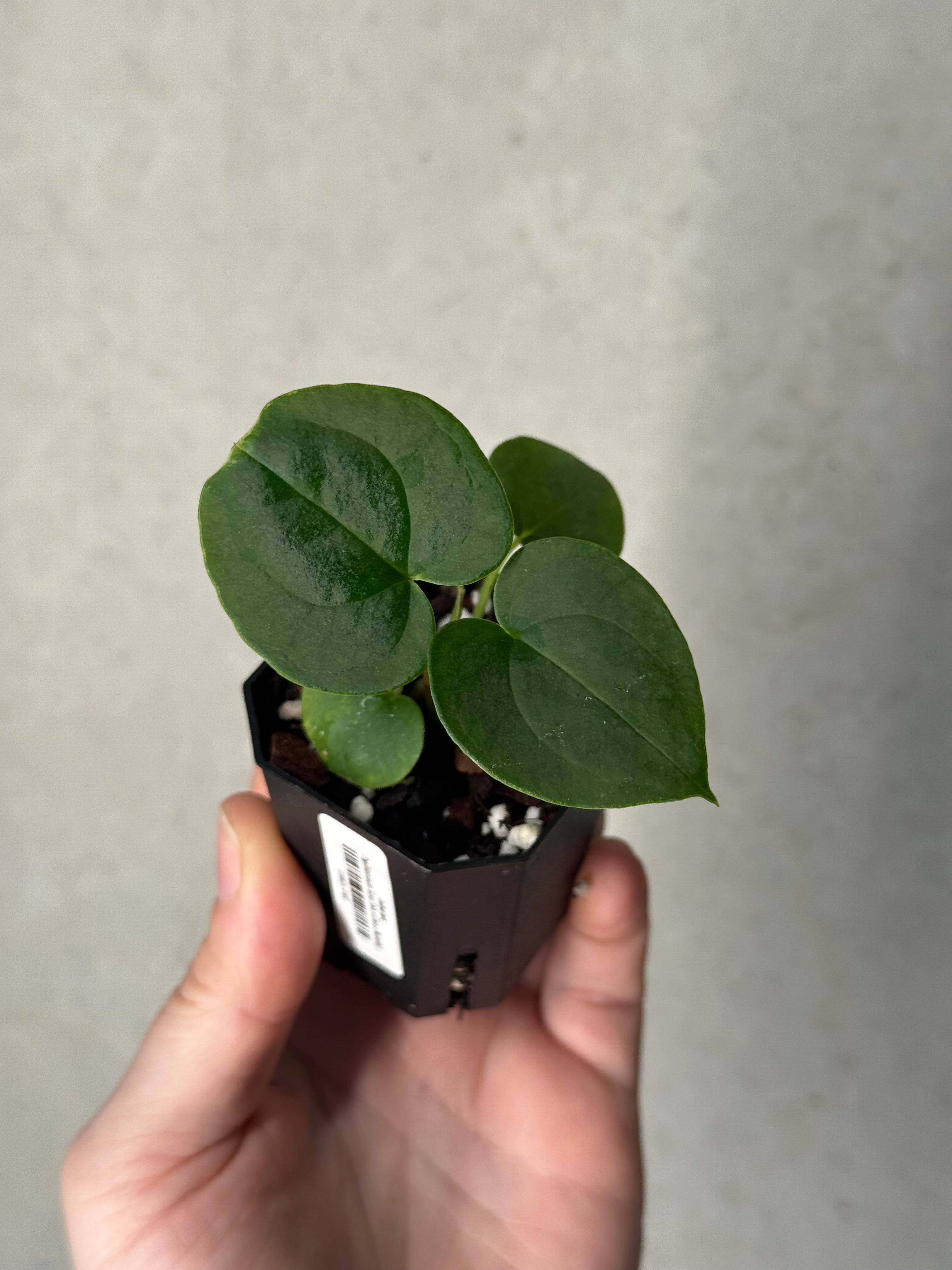 Anthurium Papillilaminum 'Guna Yala' x (Zara x Michelle)