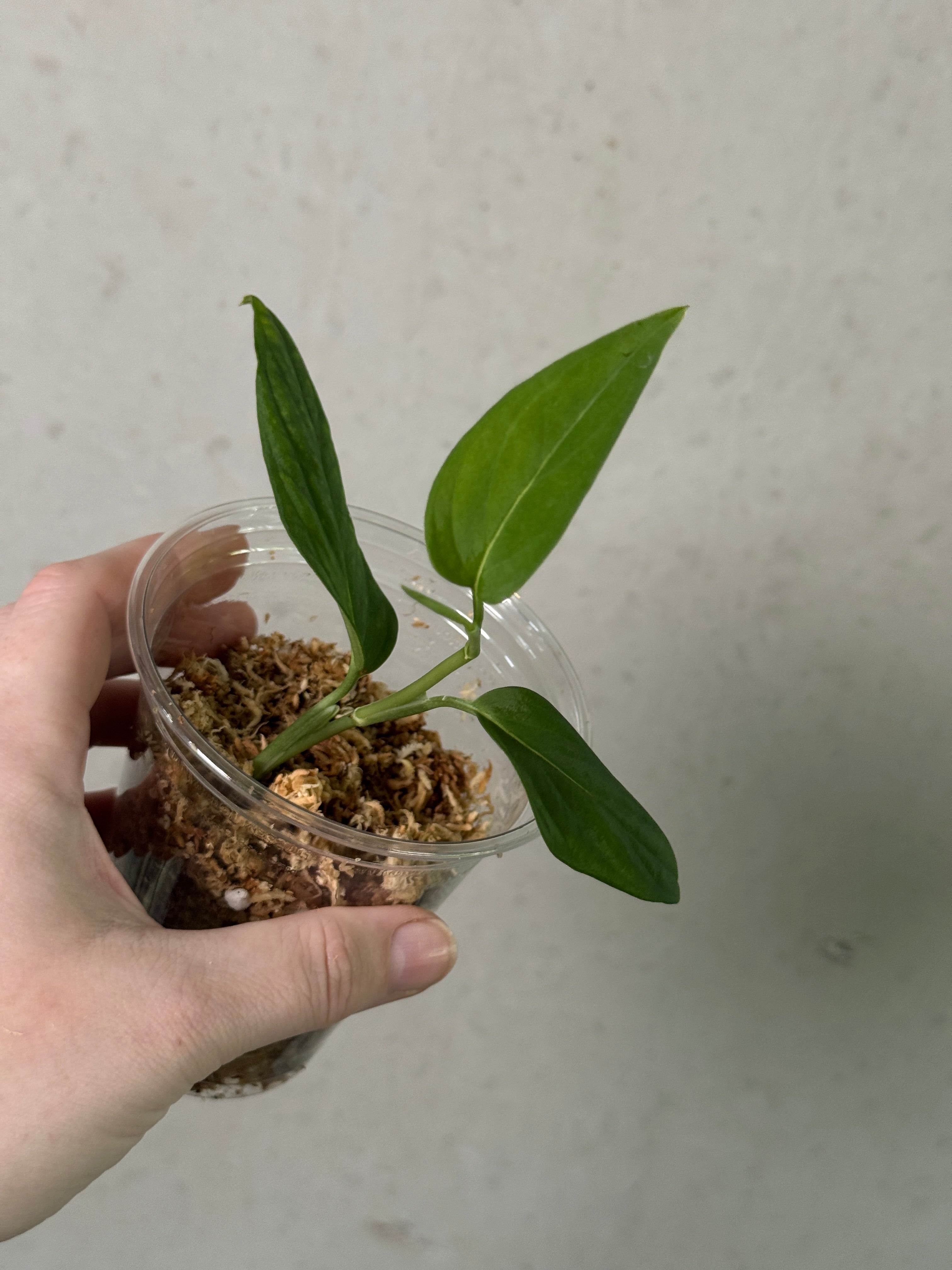 Monstera sp. 'Black Velvet' plant cutting from SMUKHI with dark, velvety foliage and healthy roots, ready for planting.