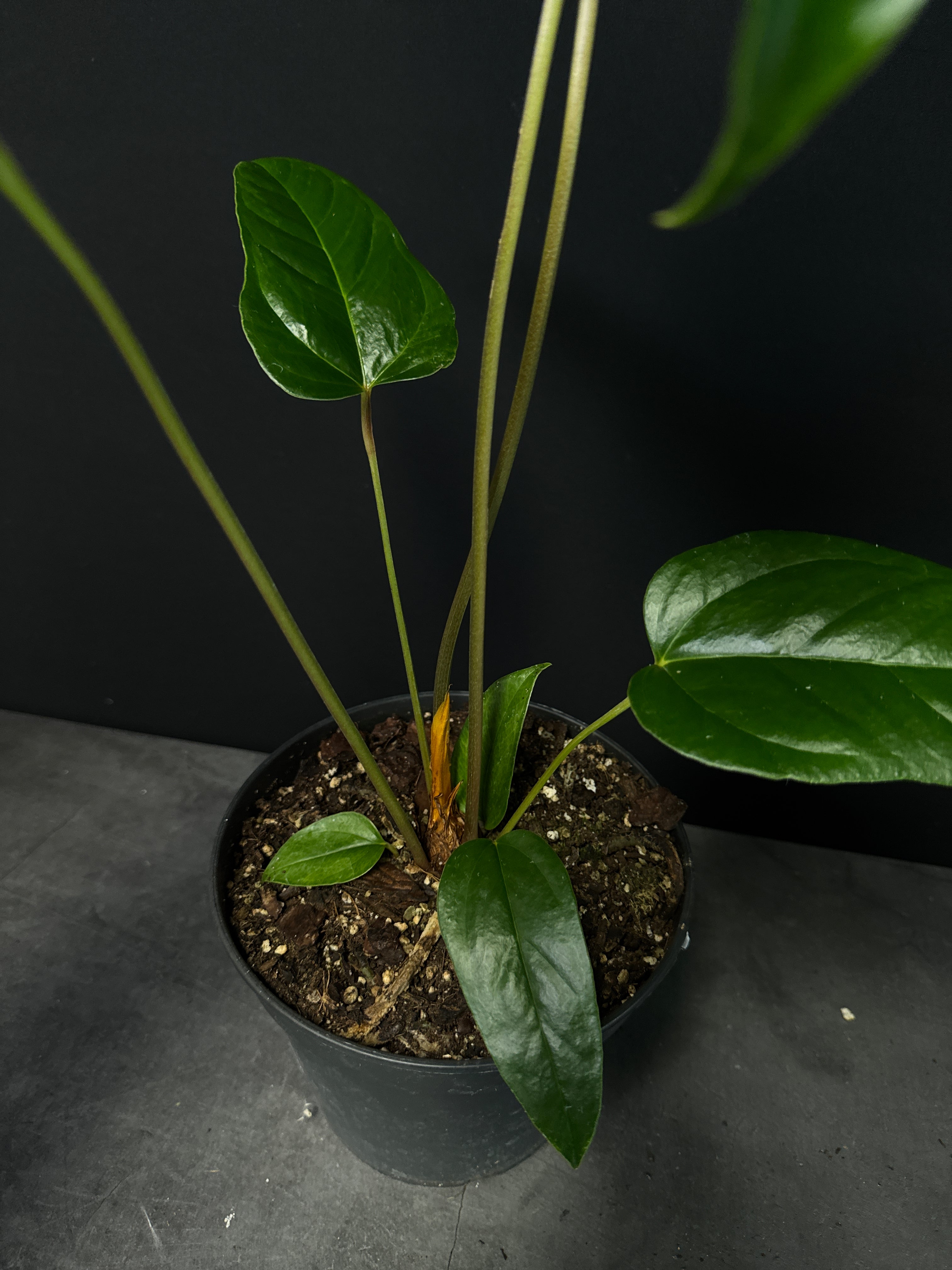 Anthurium Podophyllum