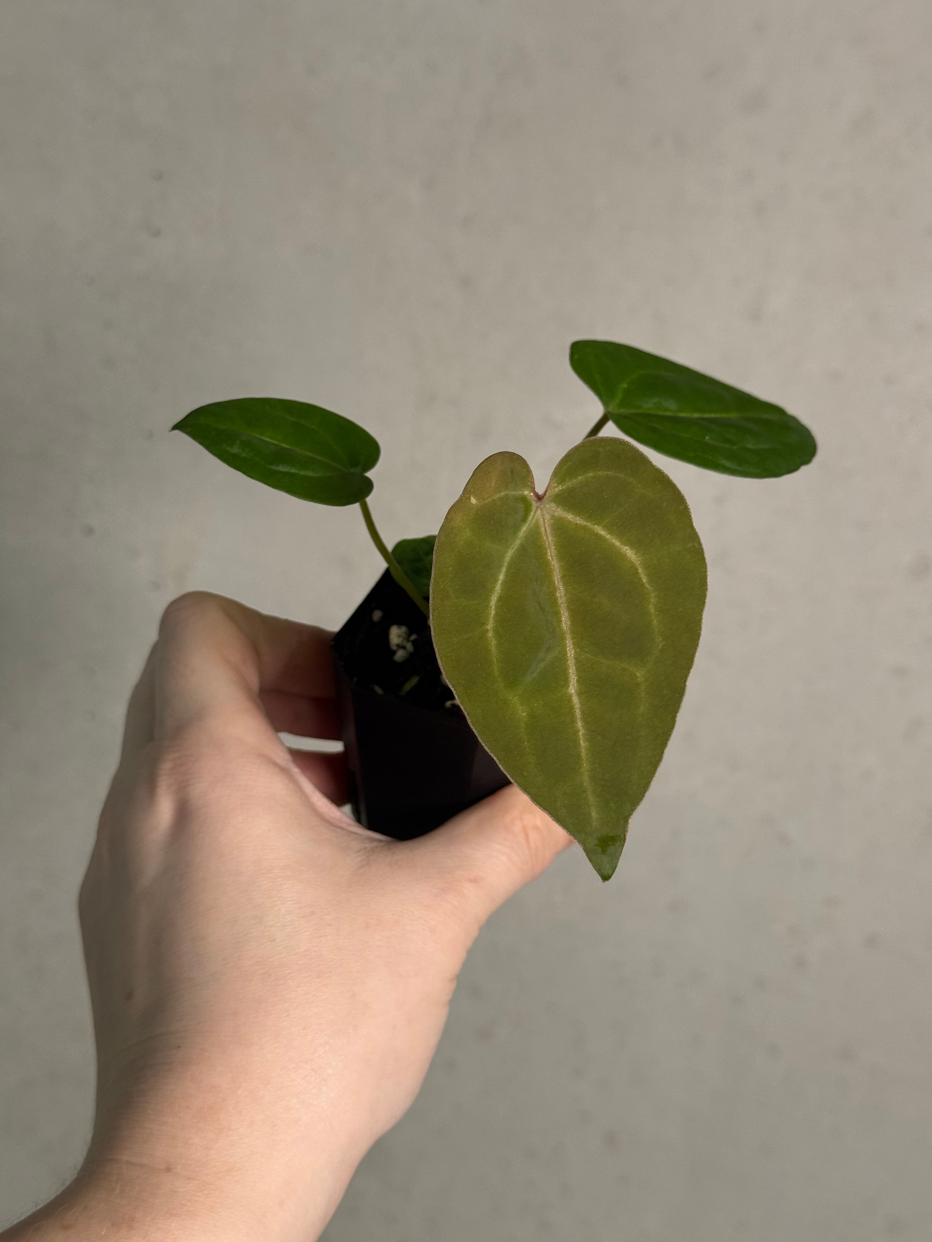 Anthurium Ace of Spades Dark Form x (Zara x Michelle) 'Selected' - SMUKHI