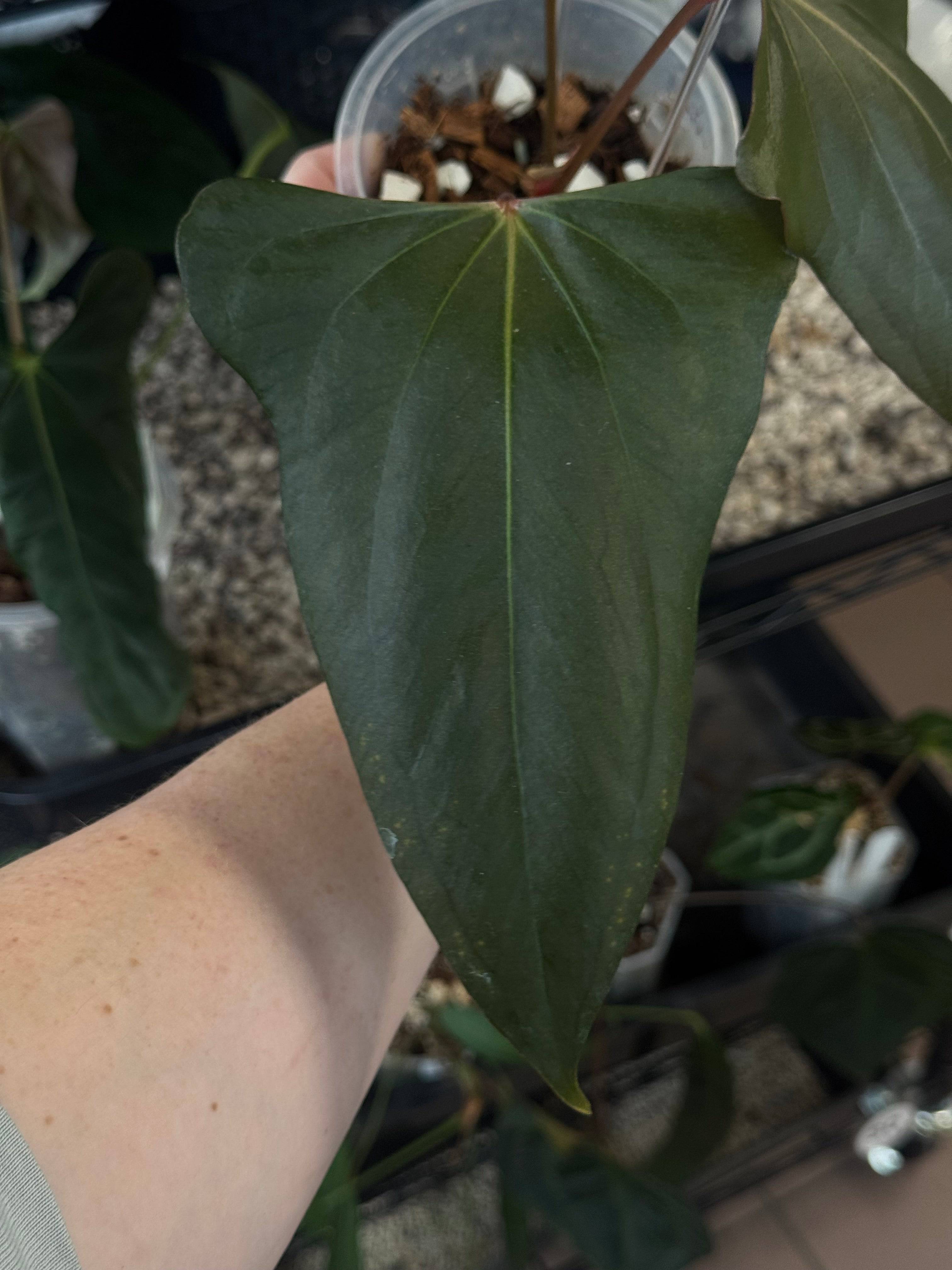 Anthurium ‘Black Sweet’ #2 - Clone - SMUKHI