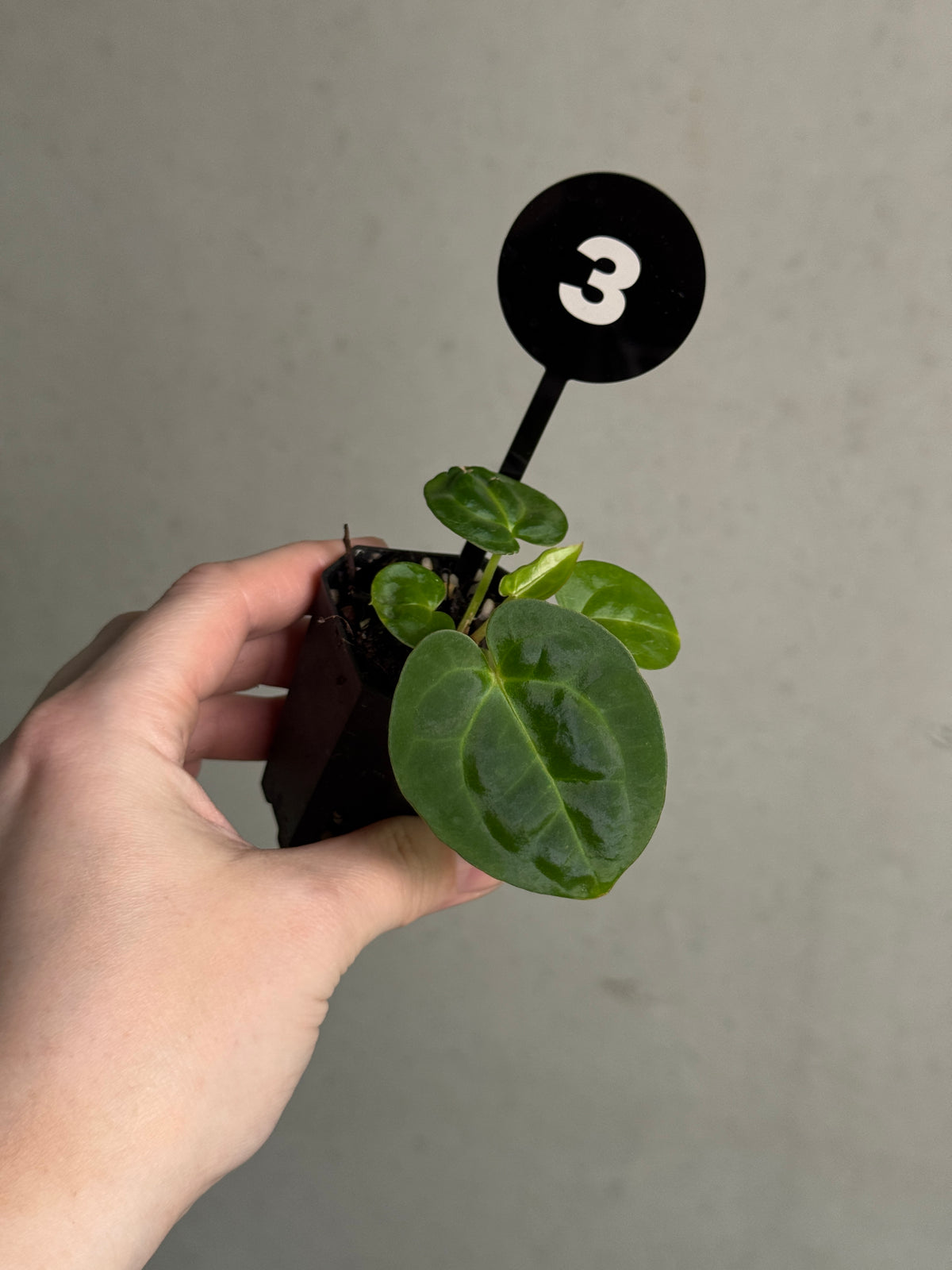 SMUKHI Anthurium Michelle x Carlablackiae x BVEP plant with vibrant green leaves and striking dark-colored spathes.