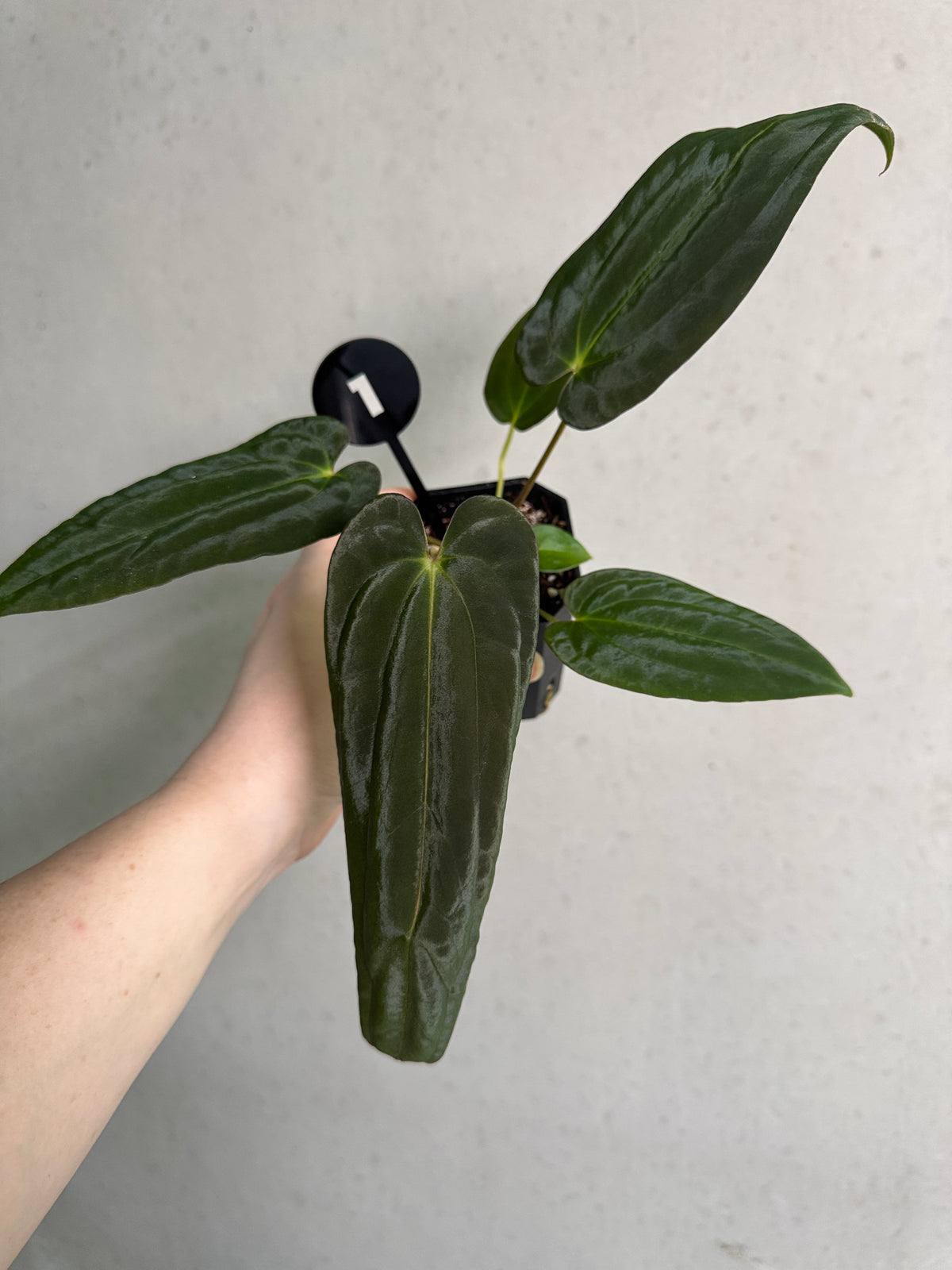 Anthurium papillilaminum Ree Gardens x BVEP plant with lush green leaves, displayed in a decorative pot, by SMUKHI.