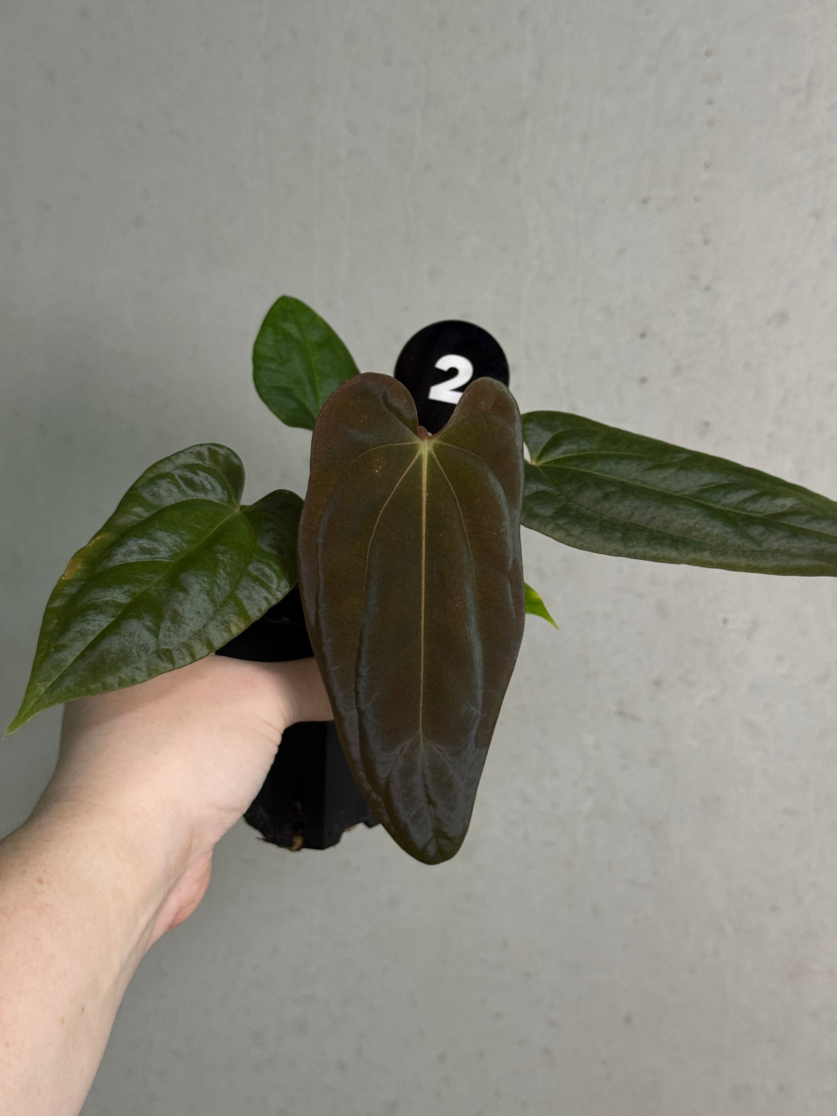 SMUKHI Anthurium Papillilaminum Ree Gardens x BVEP plant with lush green leaves and distinctive variegation, indoor tropical foliage plant