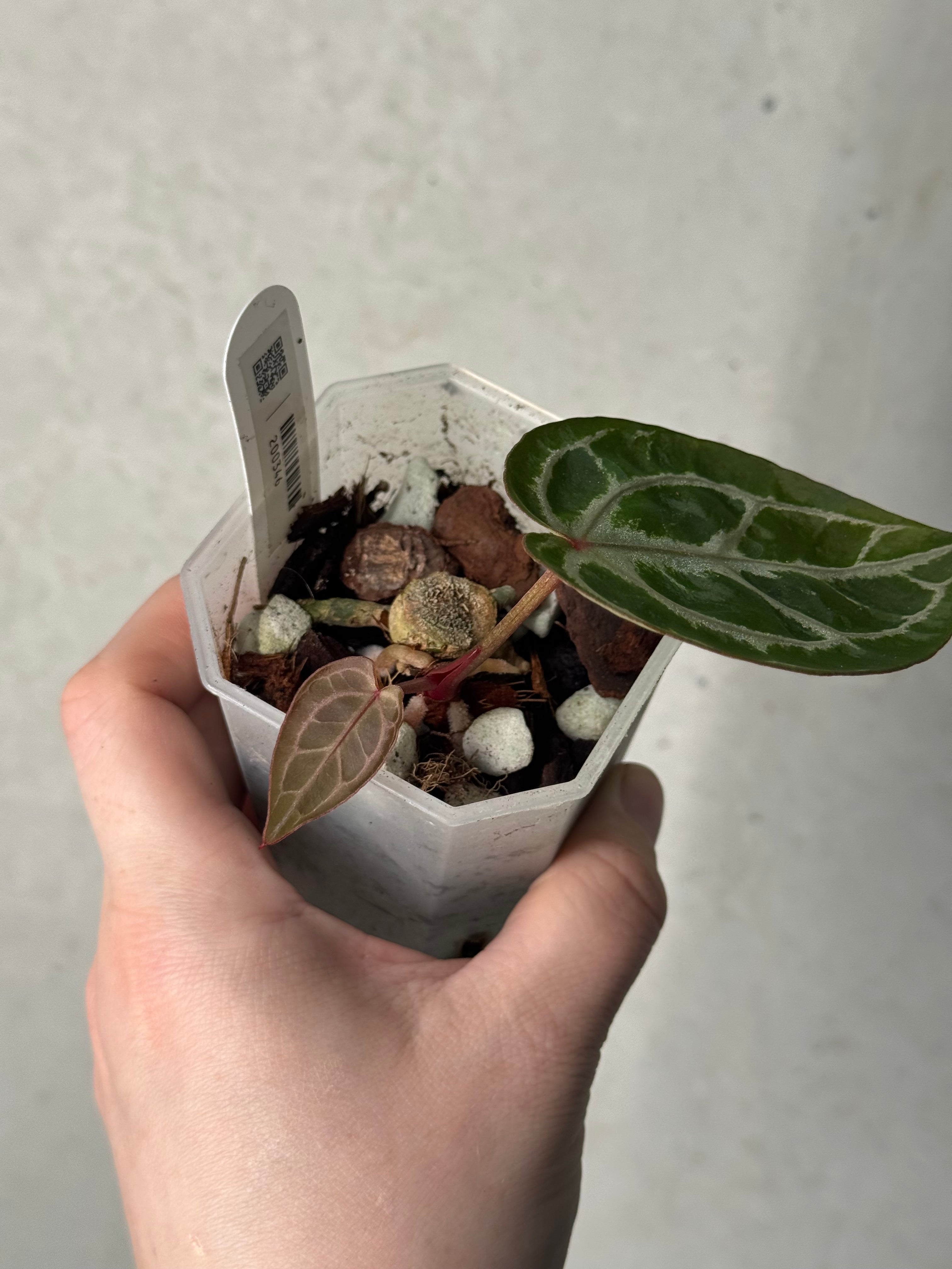 Anthurium HU x Red Crystallinum - Clone