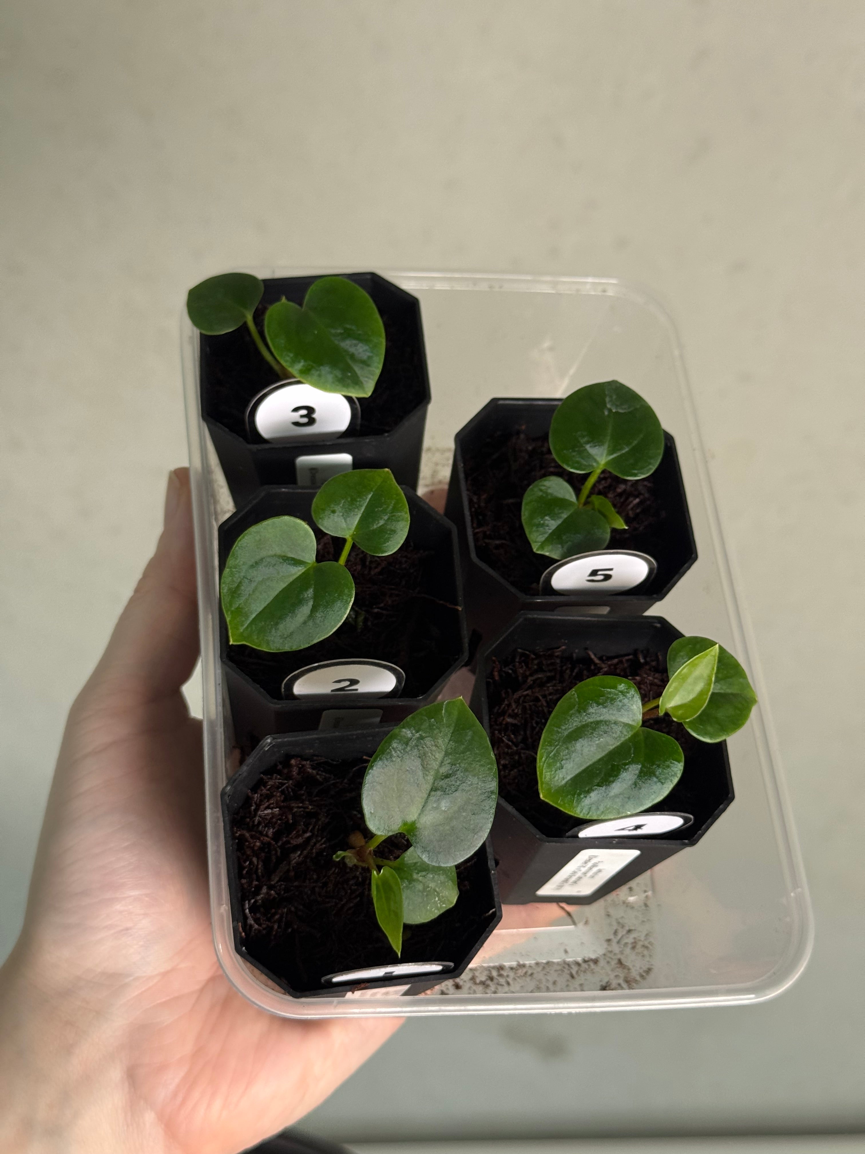 Anthurium Papillilaminum ‘Gatorbod’ x ((Dressleri RG x Carlablackiae ‘Amanda’) x BVEP) - SMUKHI