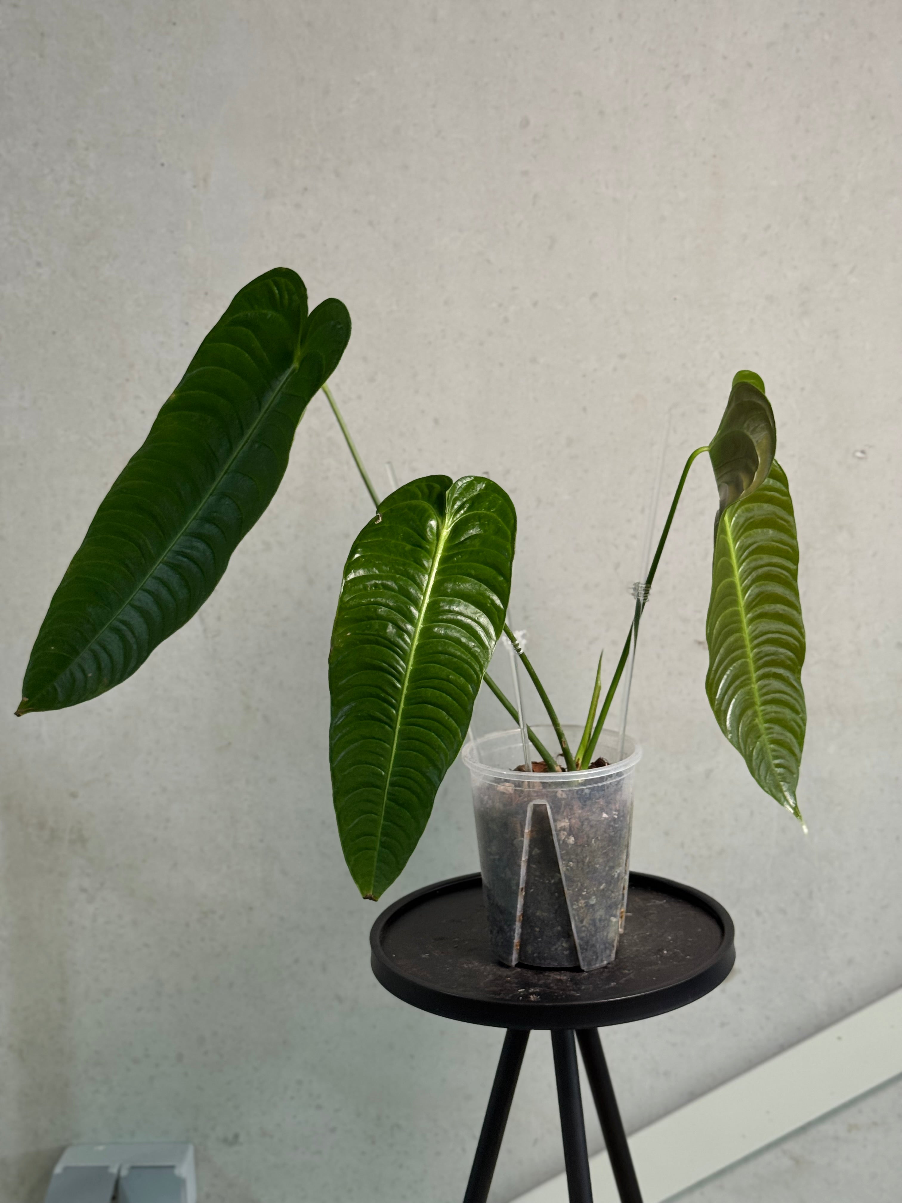 Anthurium Veitchii