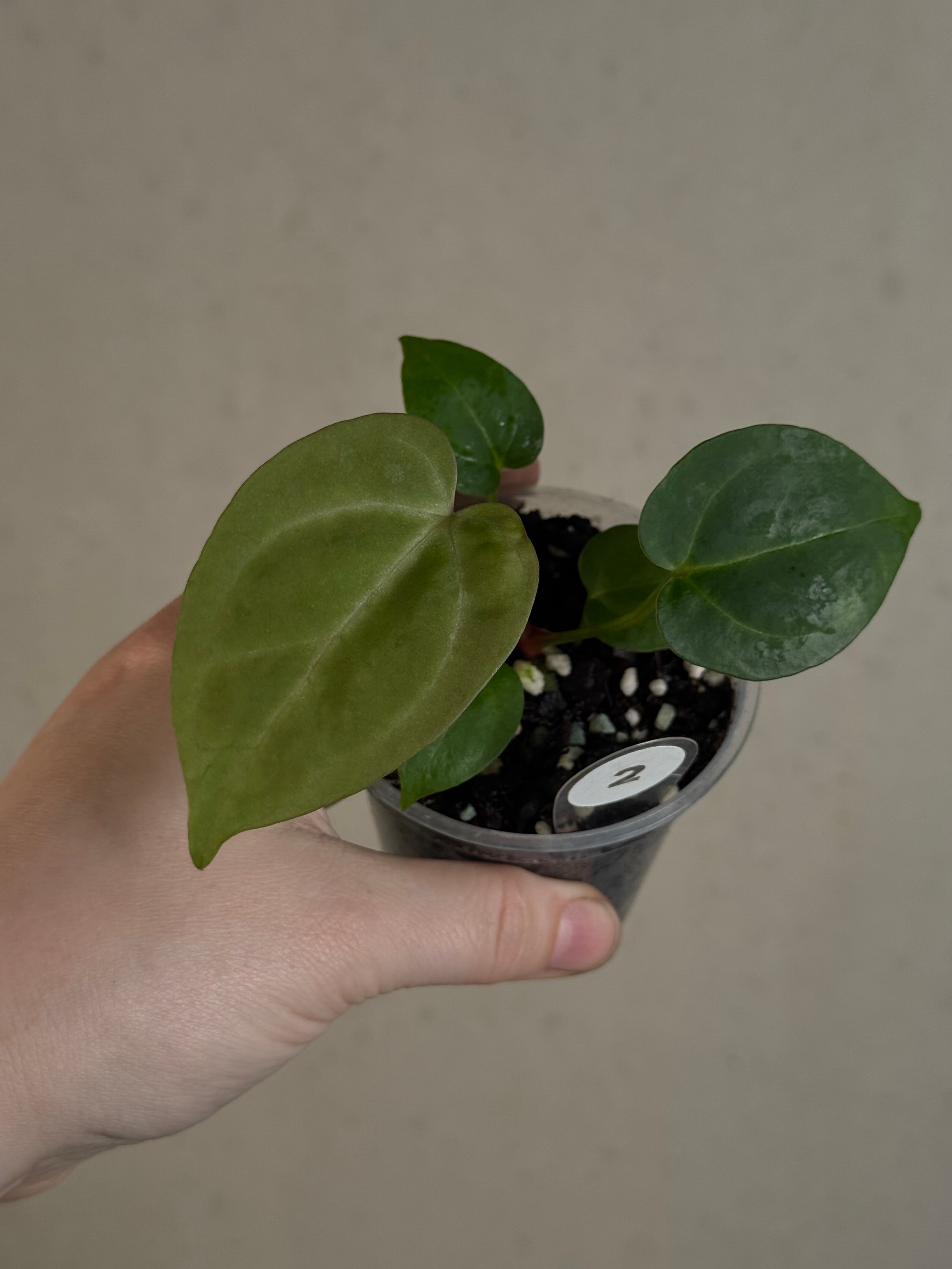 Anthurium (Papillilaminum x) x Crystallinum 'Silver Blush'
