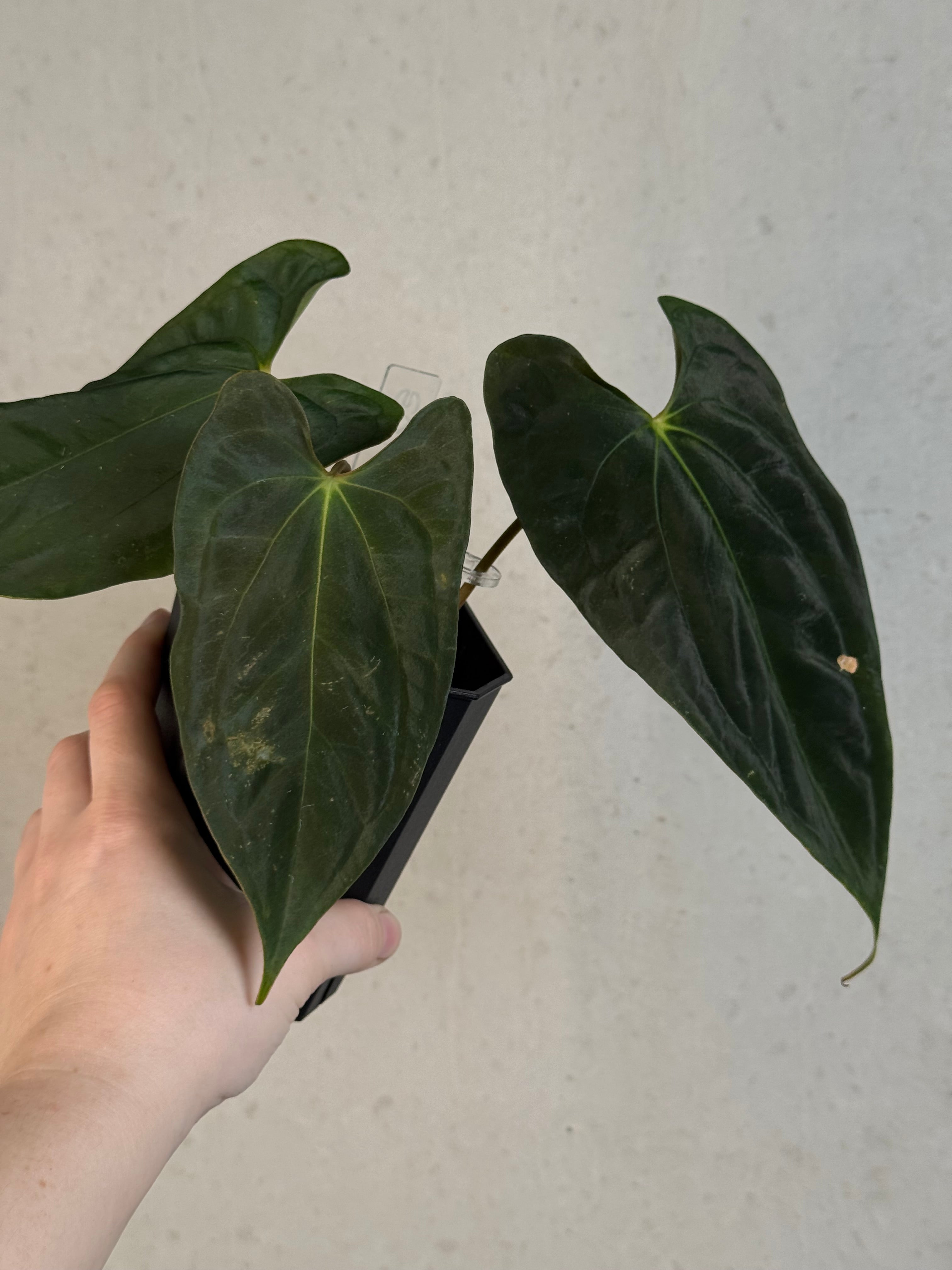 Anthurium FSxRL ‘Grim Reaper’ x Papillilaminum RA6 - Clone