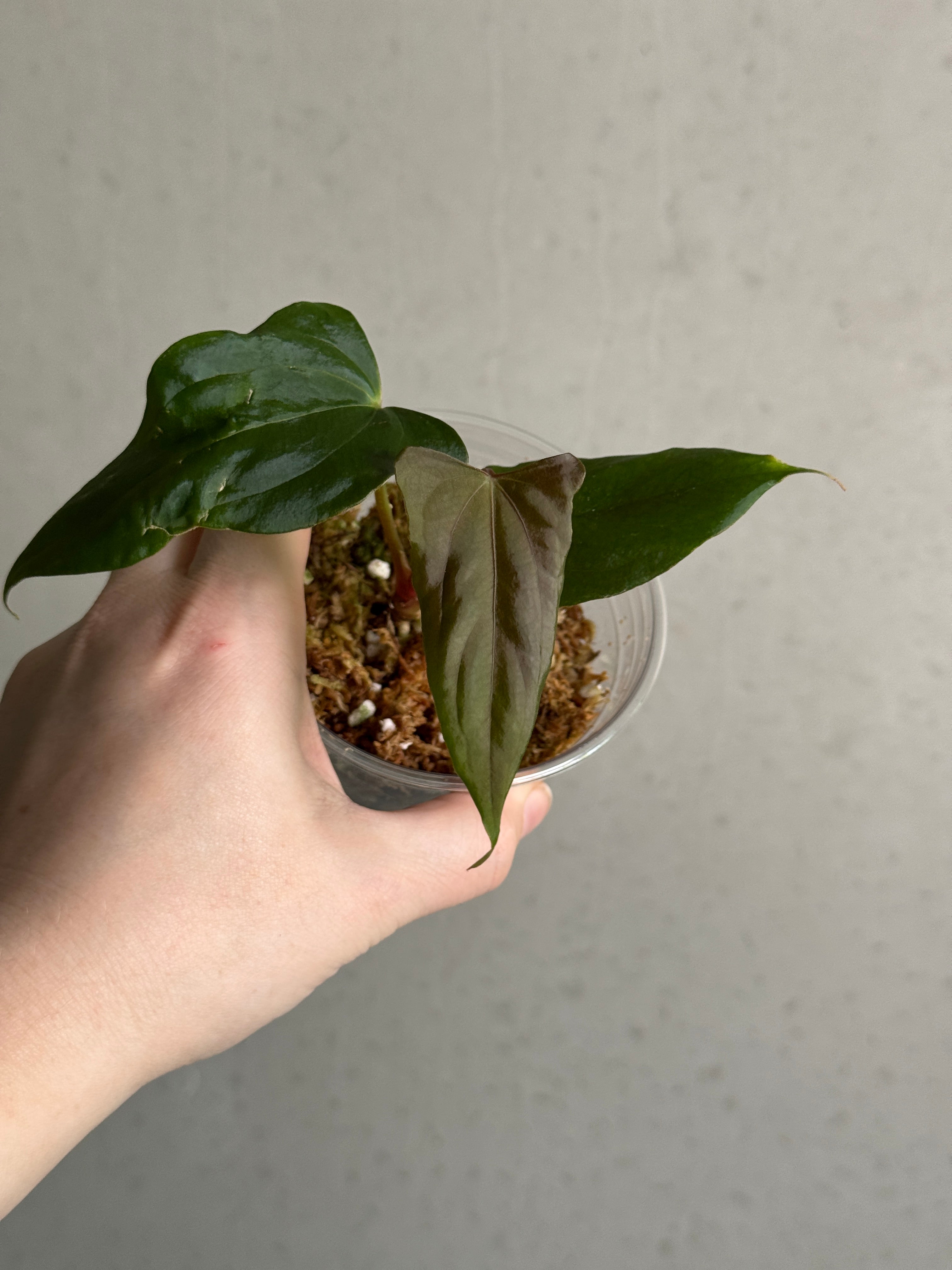 Anthurium RLxFS x Ralph Lynam S1 - Clone
