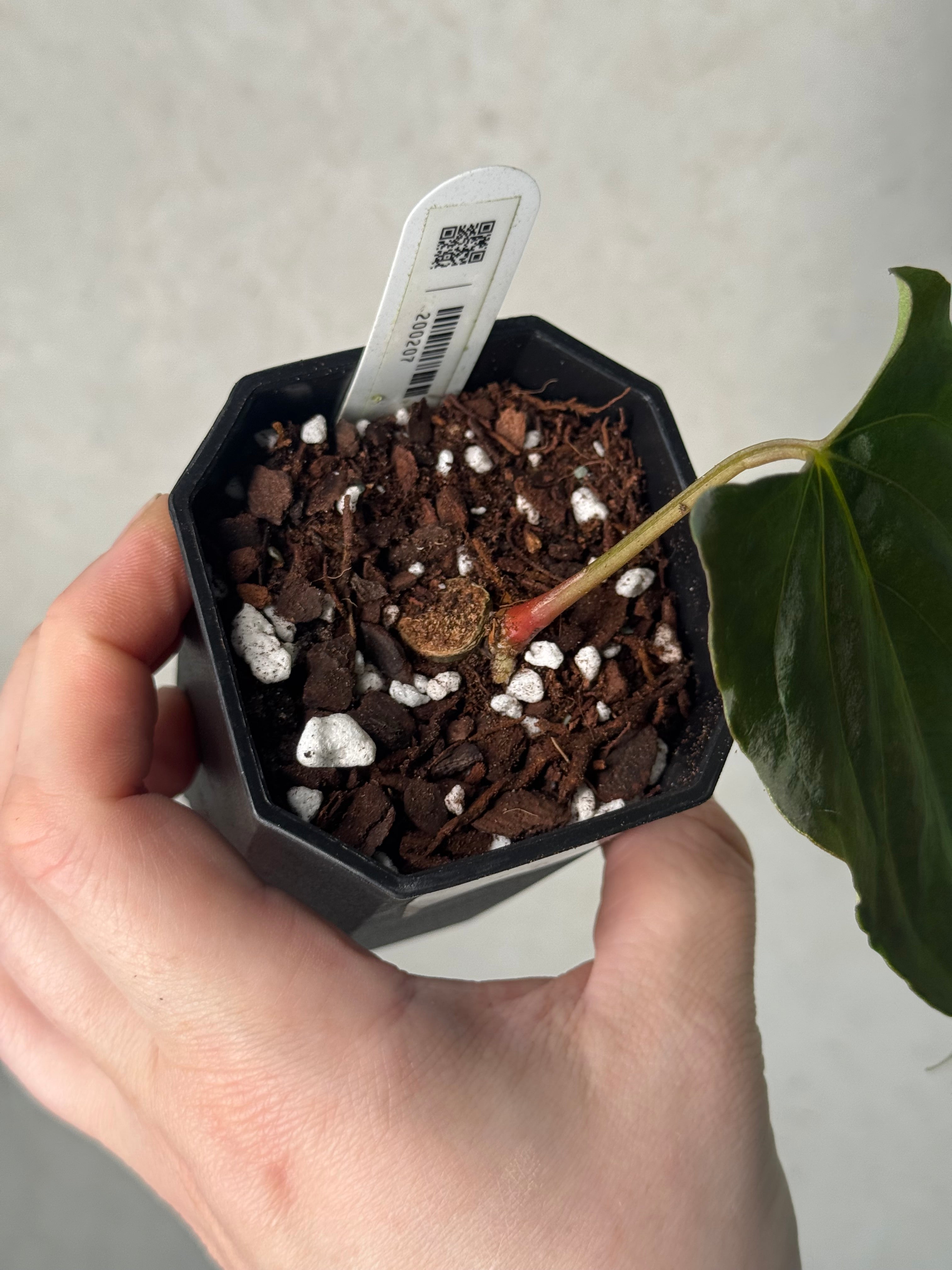 Anthurium Ralph Lynam x self (Wide sinus) - Clone - Pre-order