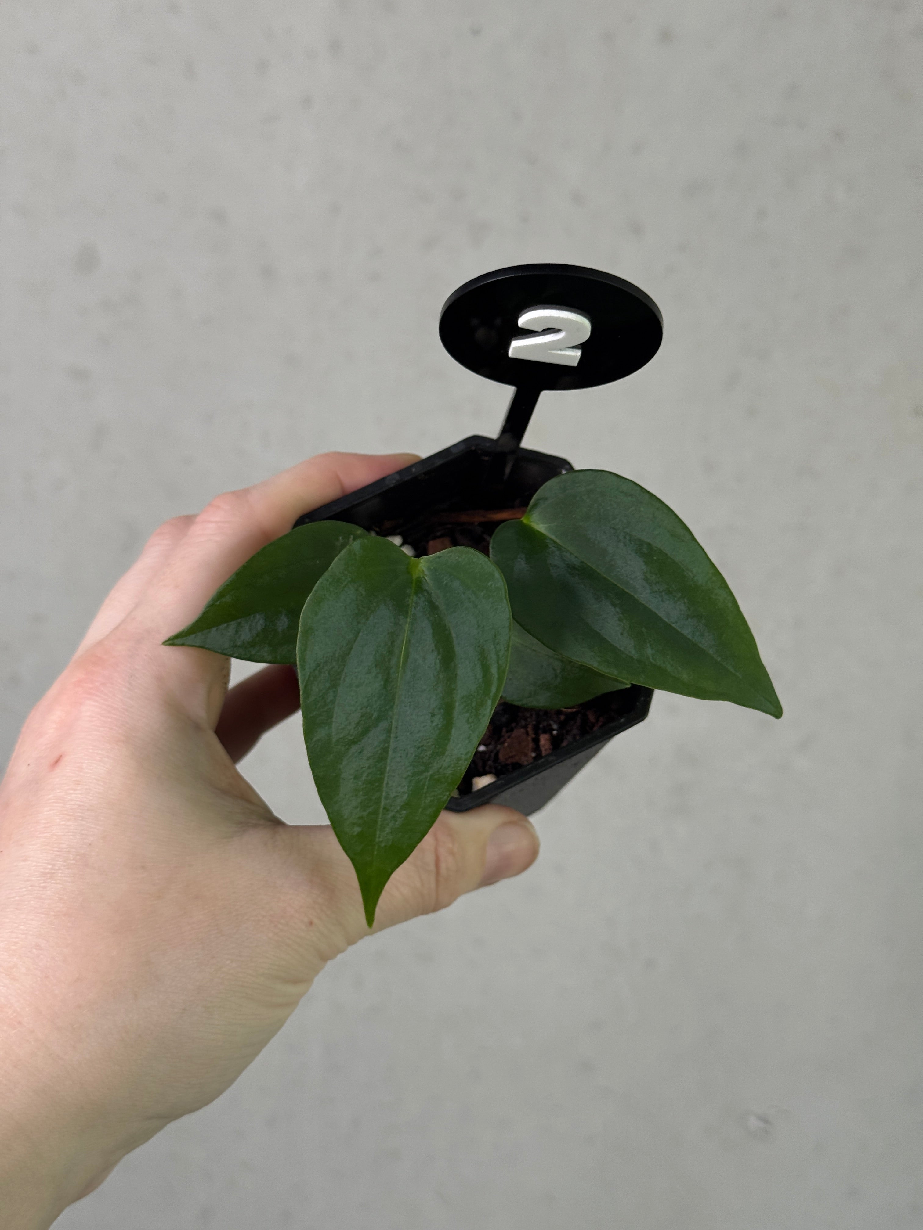 Crystallinaminum Anthurium sp. Nov DF plant with glossy green leaves and vibrant spathe, a unique hybrid of Anthurium species.
