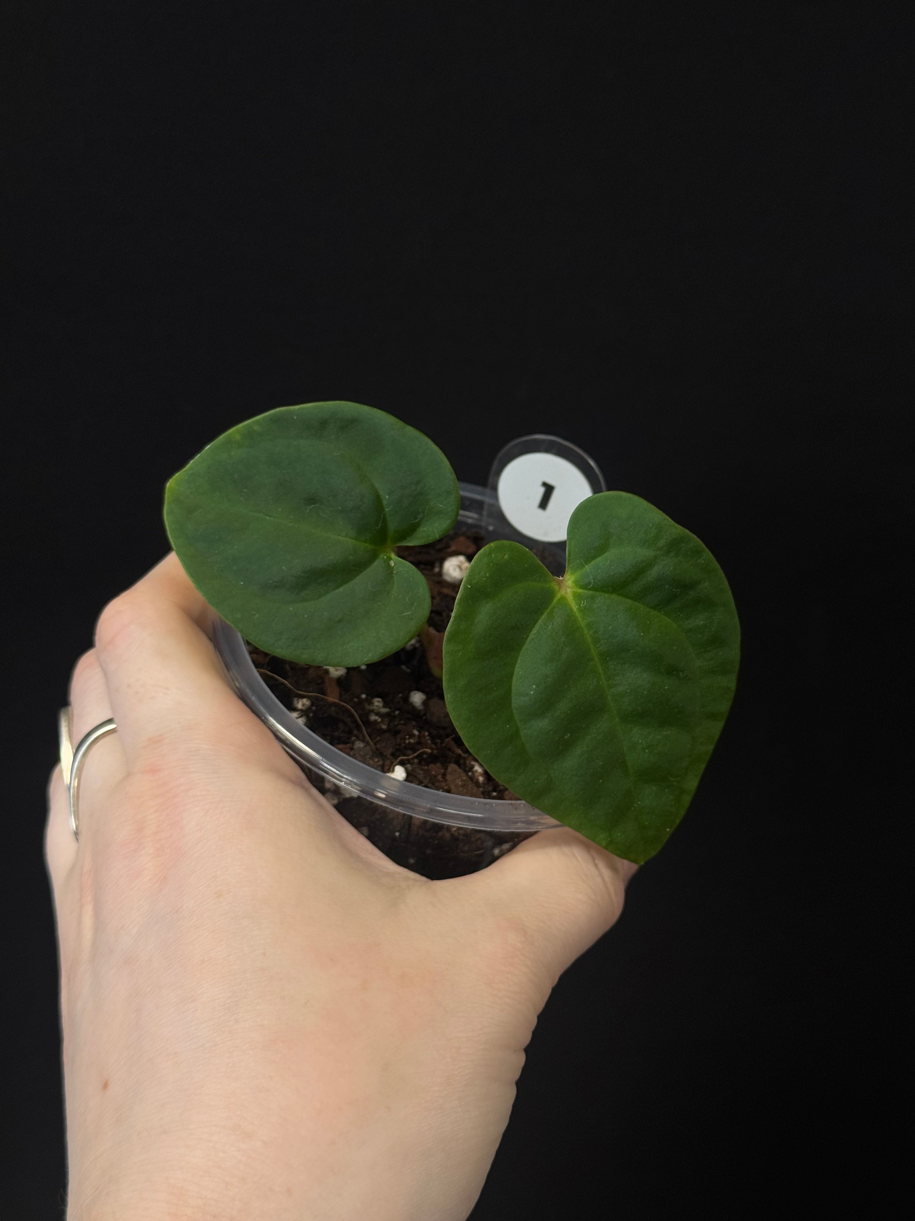 Anthurium Papillilaminum 'Guna Yala' x Luxurians