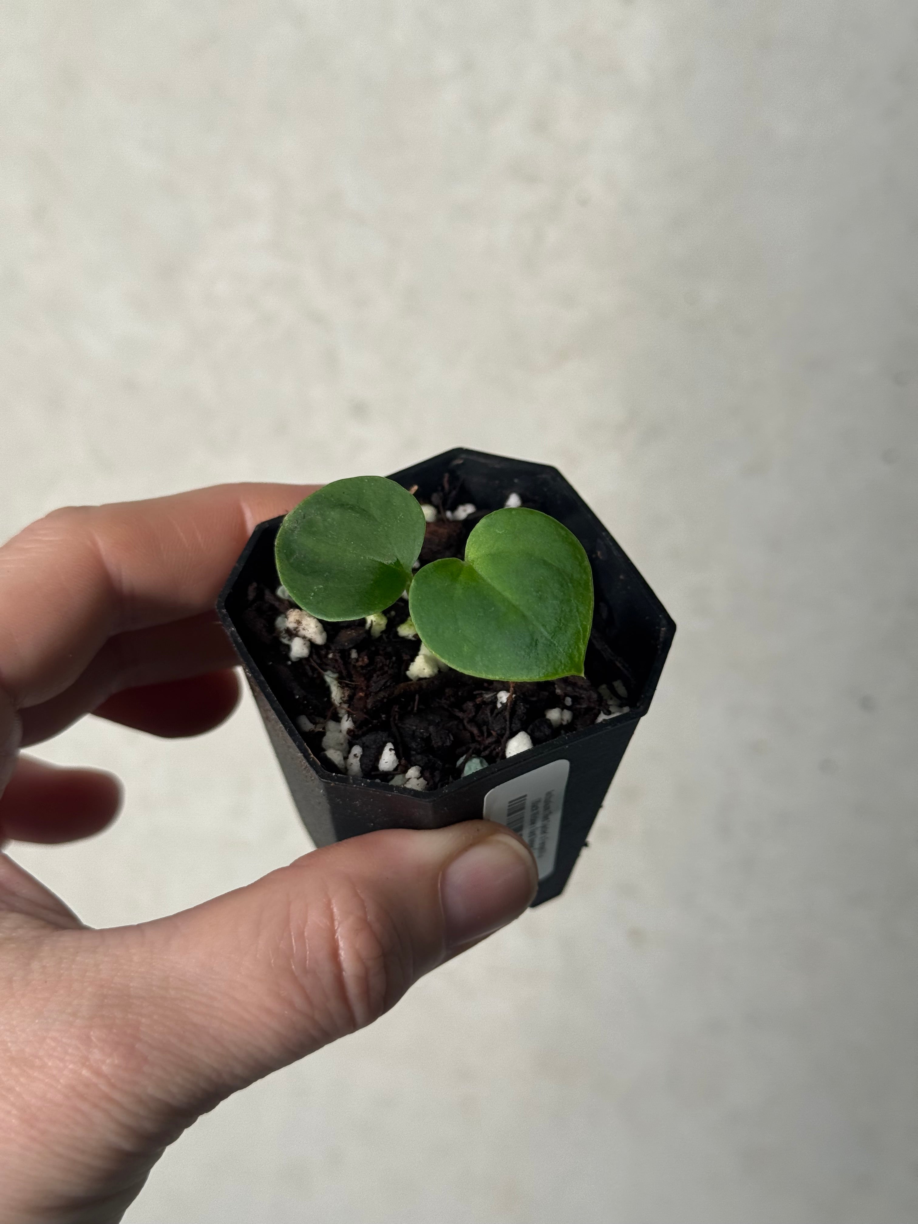 Anthurium ('Red Spider' x Forgetii) x (Black Widow x Red Velvet Cake)