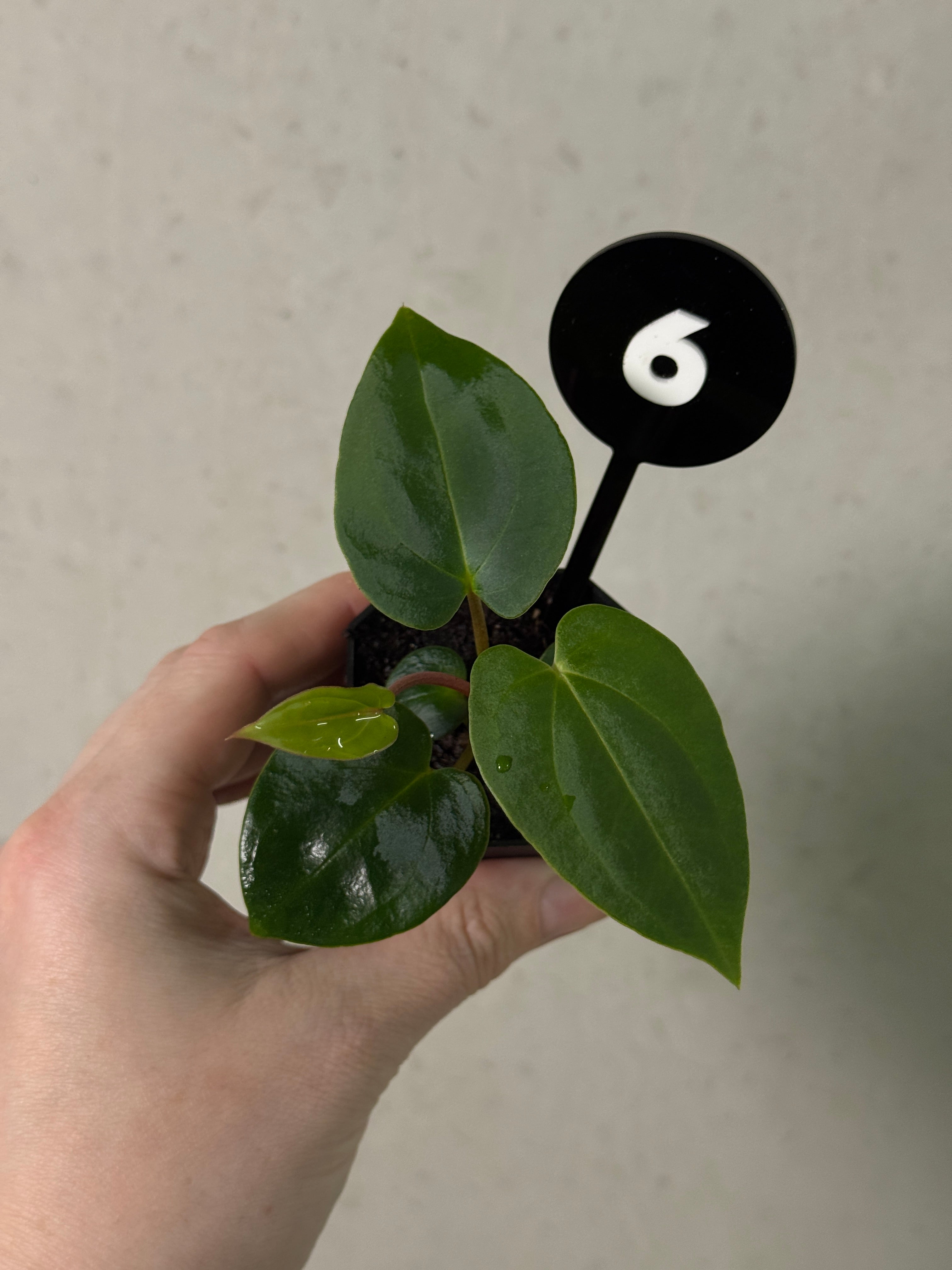 Anthurium (Papillilaminum 'Marie' x 'IL') x (Carlablackiae RD3 x FSxRL ‘Grim Reaper’)