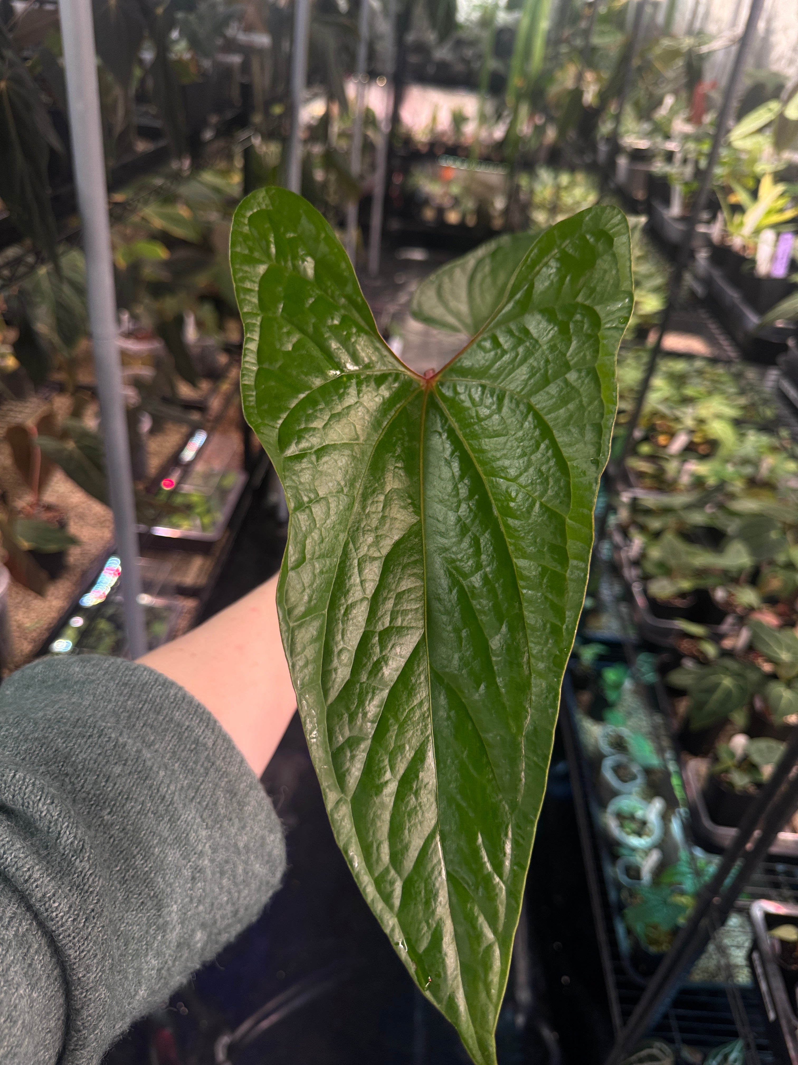 Anthurium Sagittatum x Luxurians