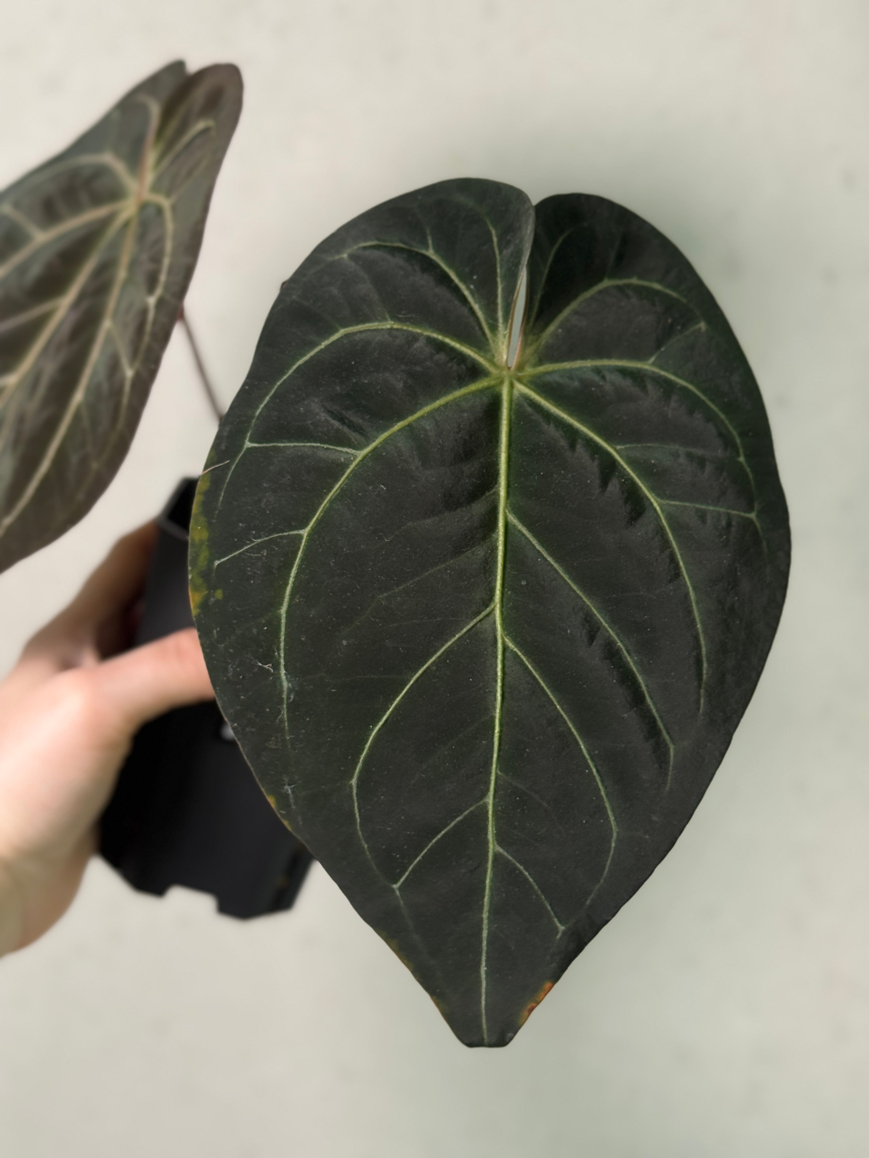 Anthurium Black Widow '43' x Red Velvet Cake '24'