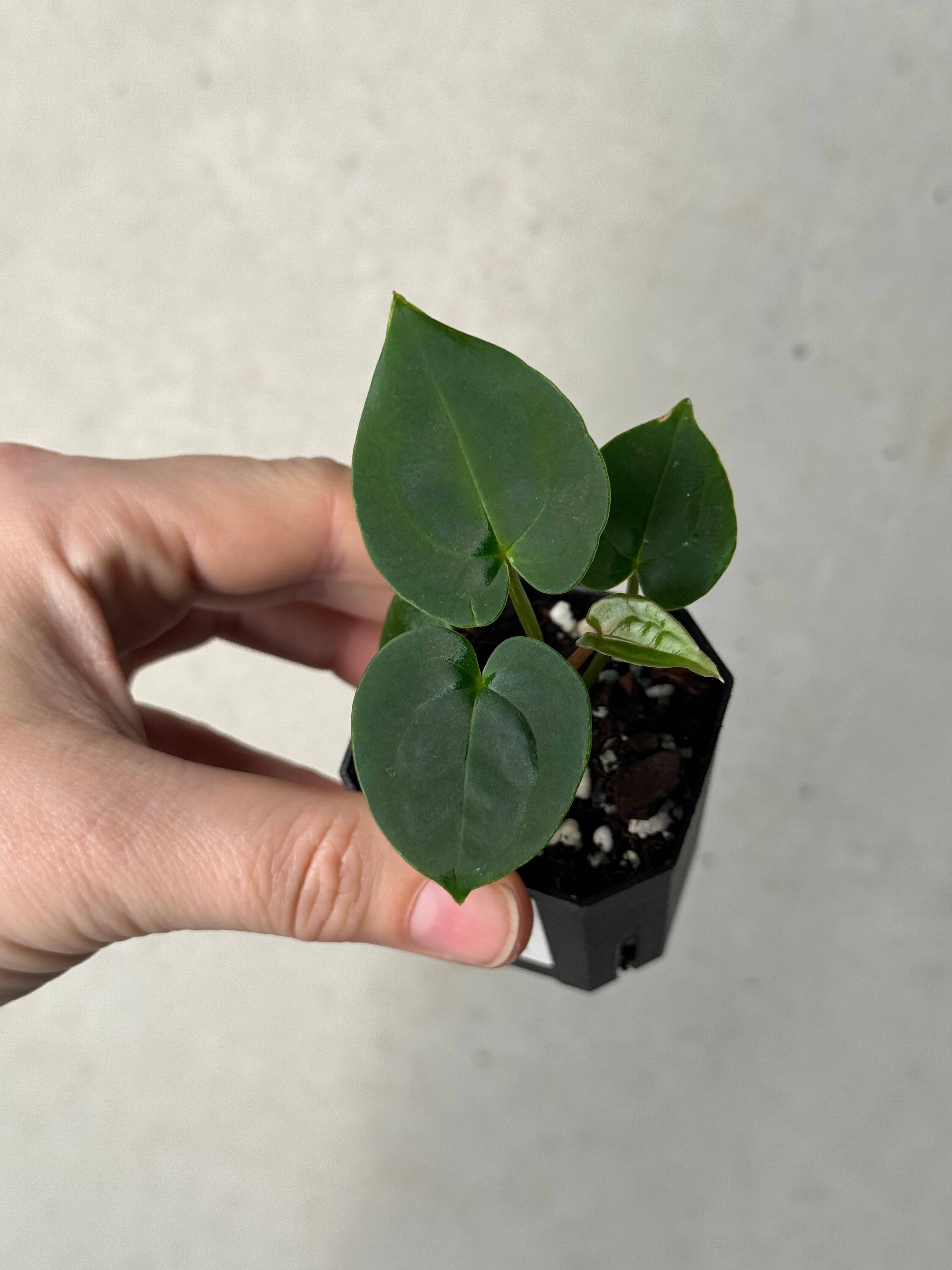 Anthurium Papillilaminum 'Guna Yala' x (Zara x Michelle) - SMUKHI