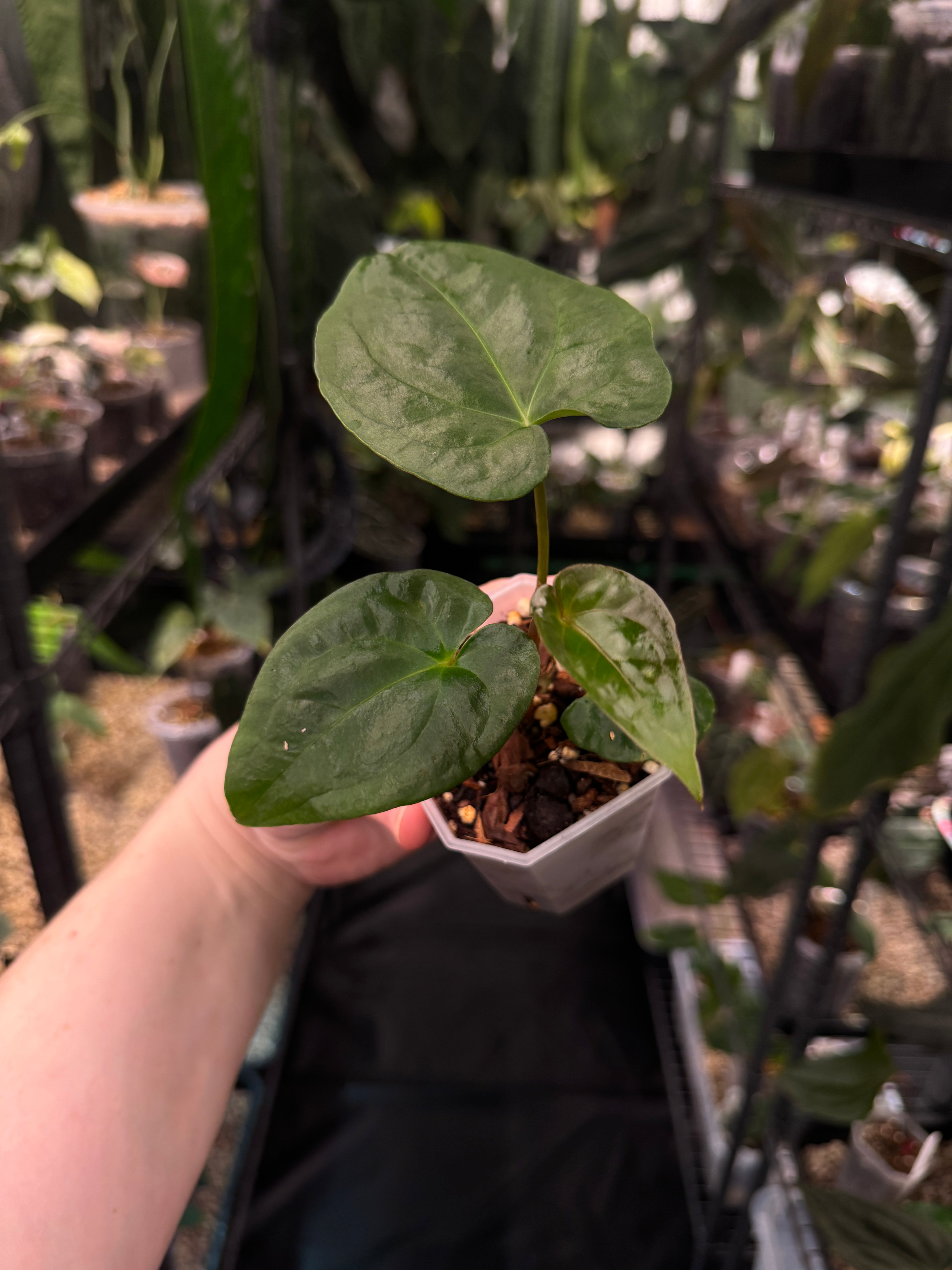 Anthurium [Lost Tag] - Various plants