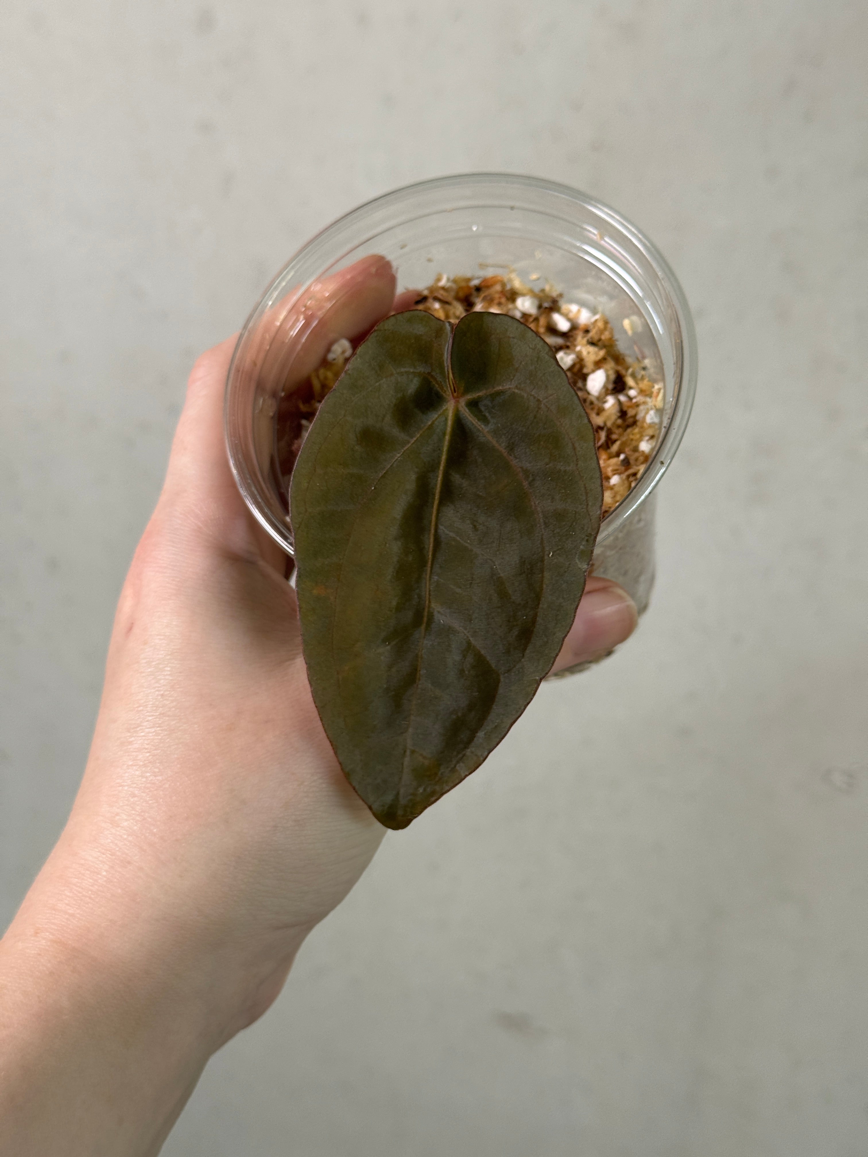 Anthurium Dressleri RG F3 plant by SMUKHI with glossy green leaves and vibrant red spathes, displayed in a pot.