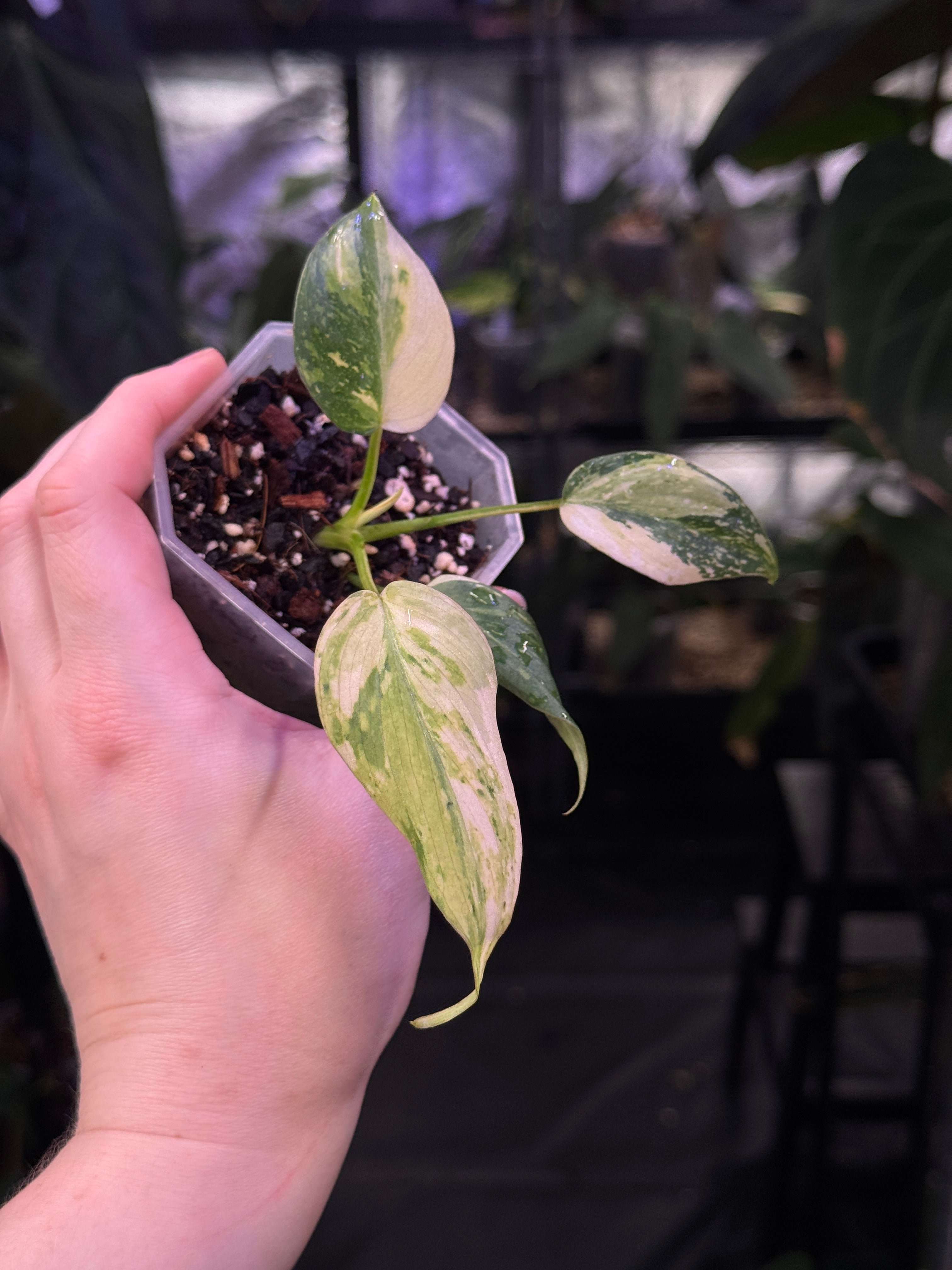 Philodendron Gloriosum Tricolor