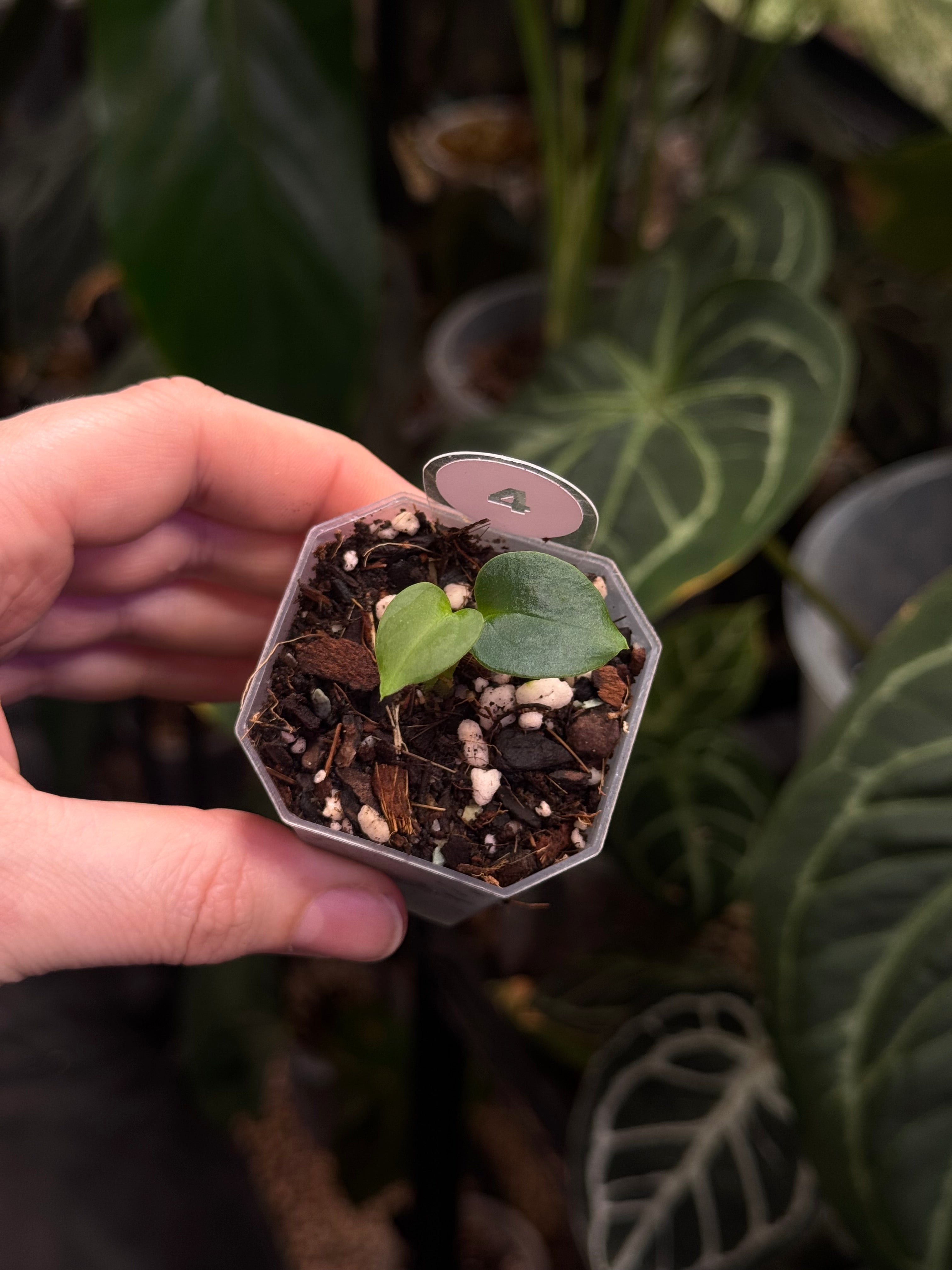 Anthurium Carlablackiae (A2 x RA7) x open
