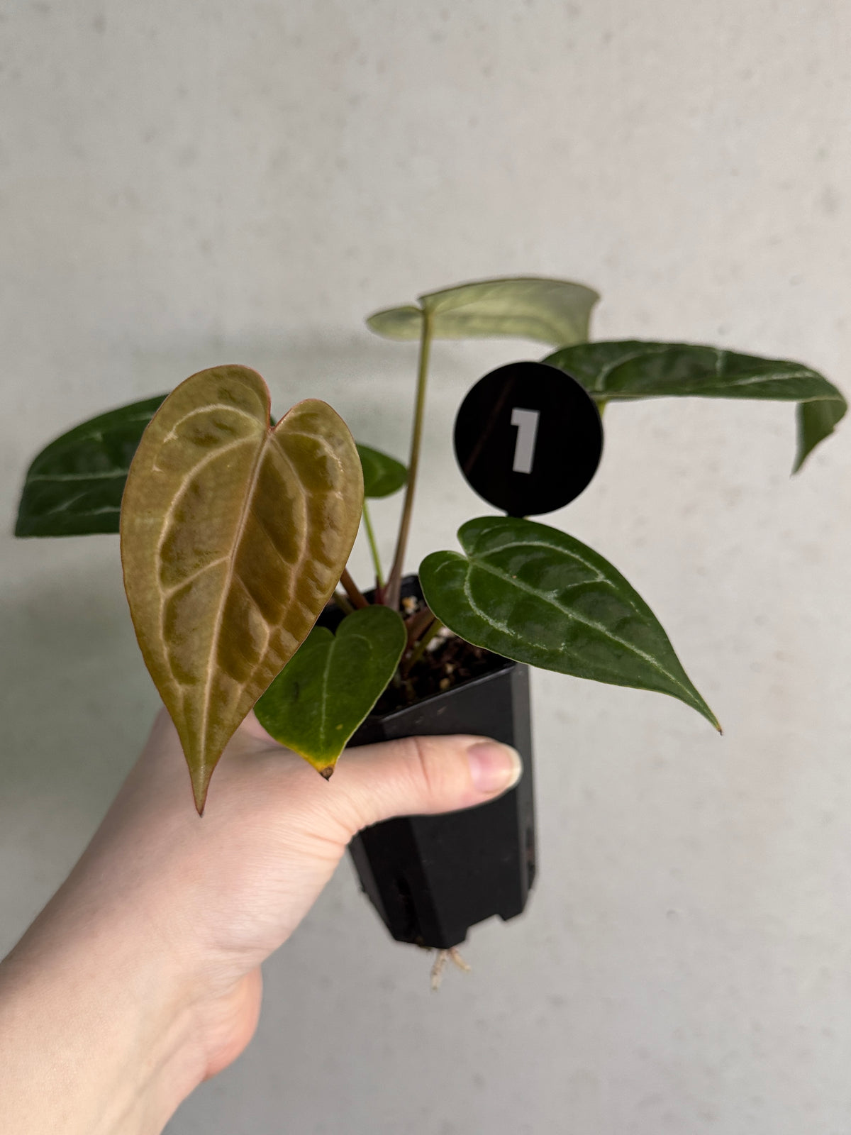 Granthuriums Anthurium Tim Anderson 'Stripey' plant with vibrant green leaves and distinctive striped pattern on the foliage.