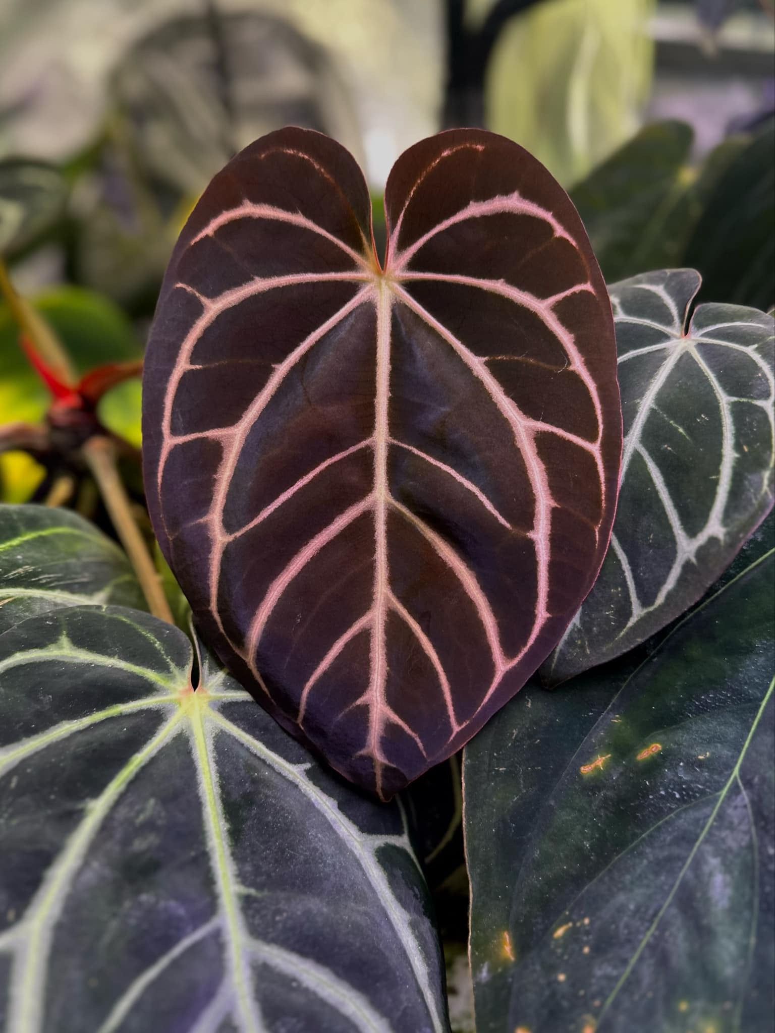 Anthurium Carlablackiae (RA10 x self) x Dressleri NSE 'Obsidian'