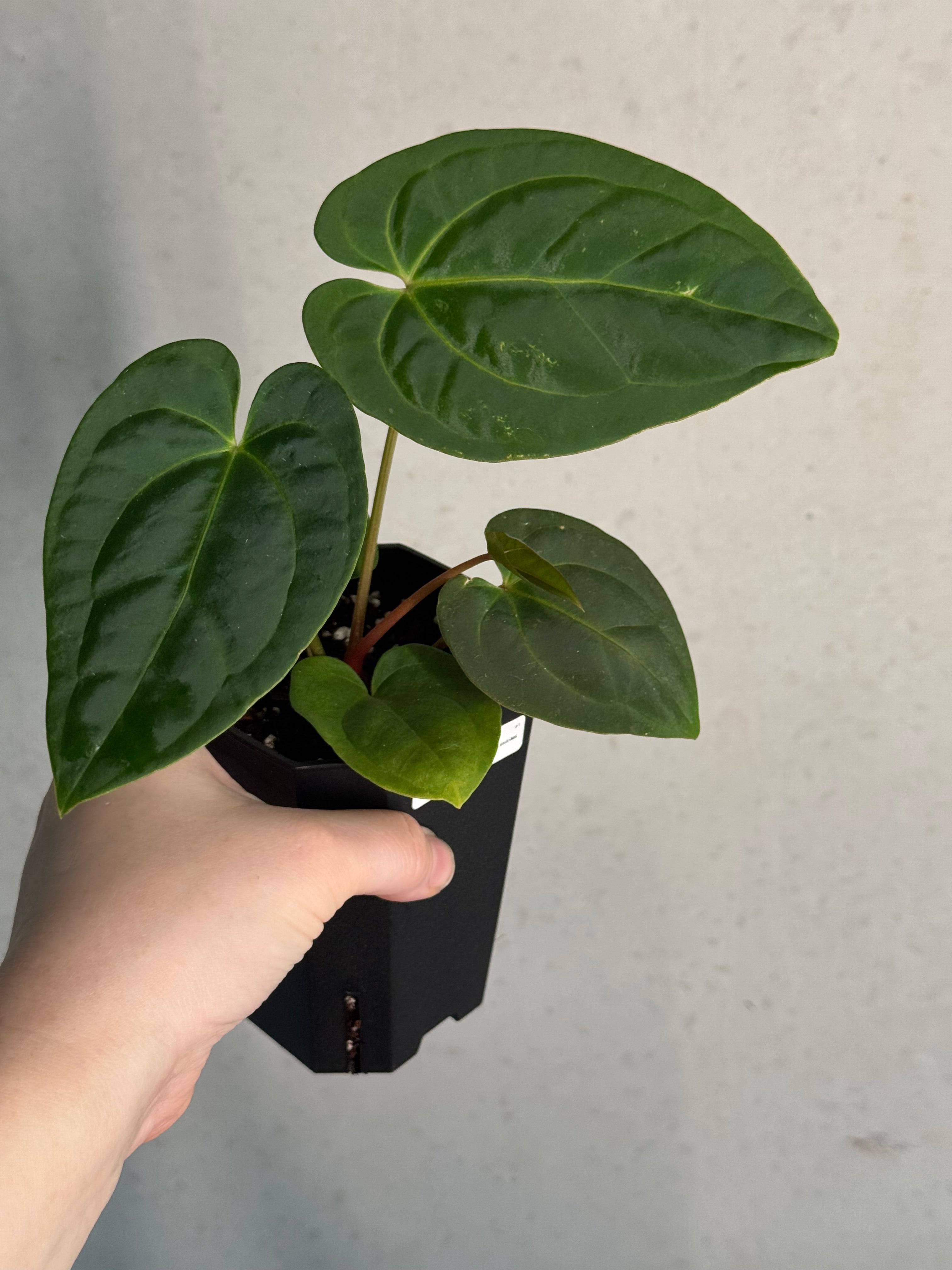 Anthurium Papillilaminum 'Guna Yala' x Luxurians - SMUKHI