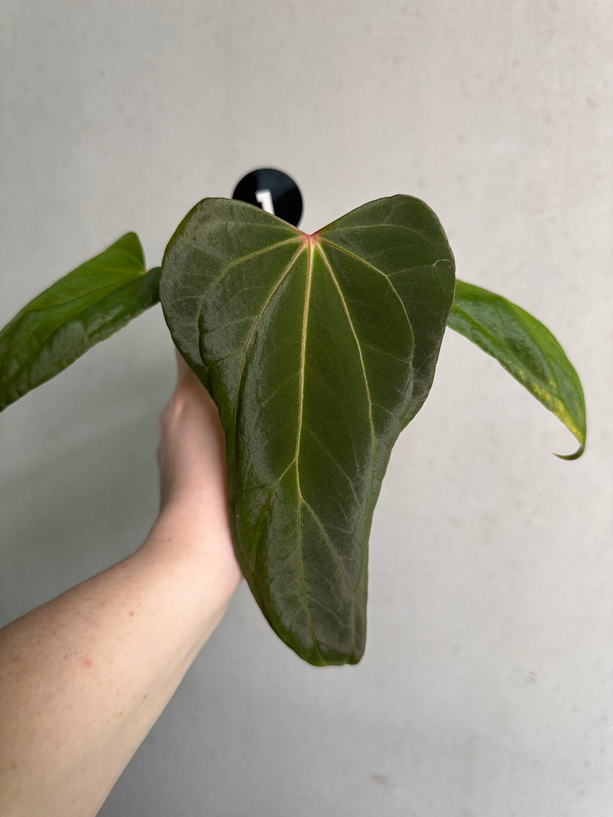 Anthurium Fort Sherman S1 x Carlablackiae plant from SMUKHI with glossy green leaves and striking dark-colored spathes.