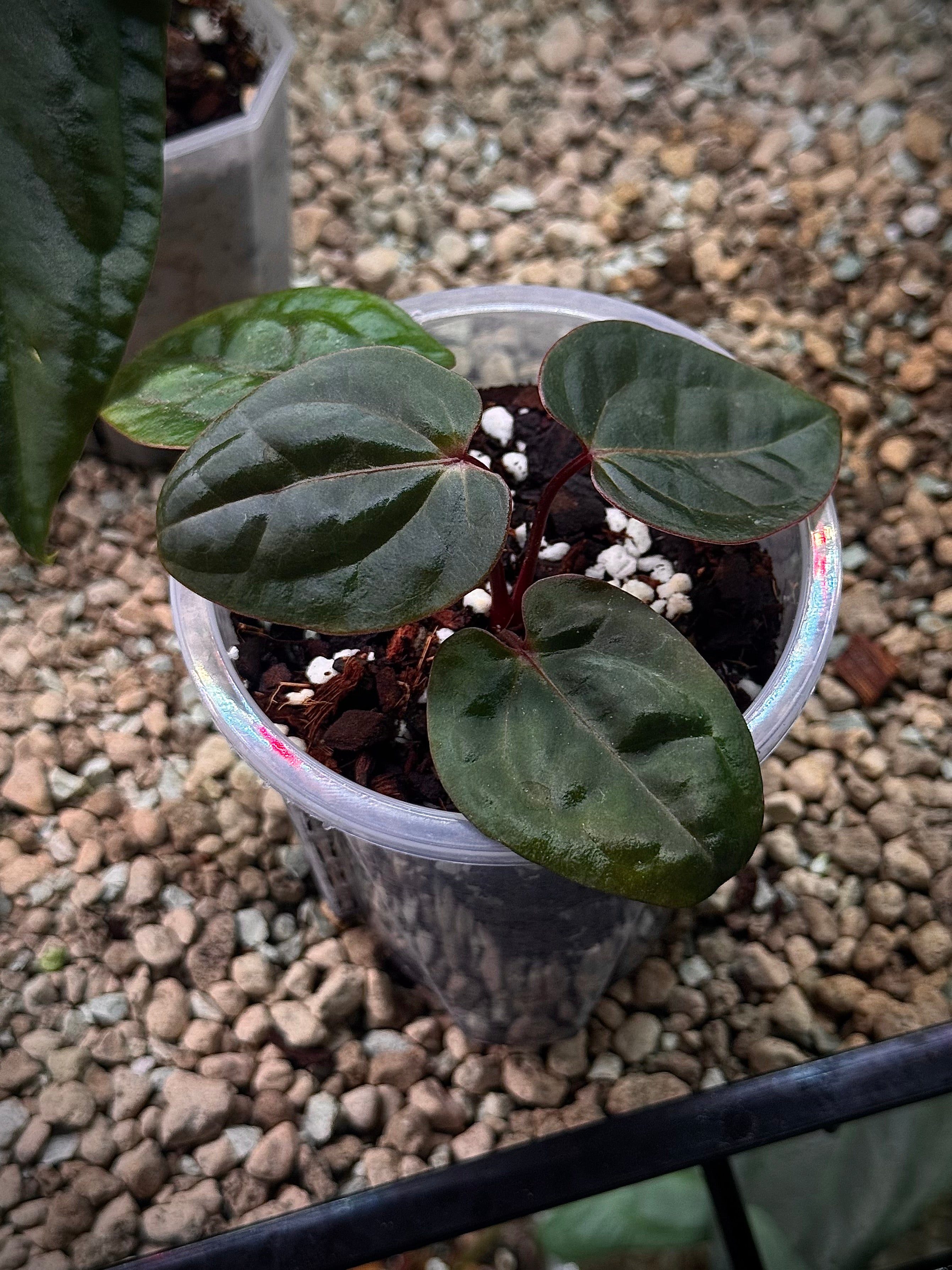 NFS: Anthurium 'Blood Moon'
