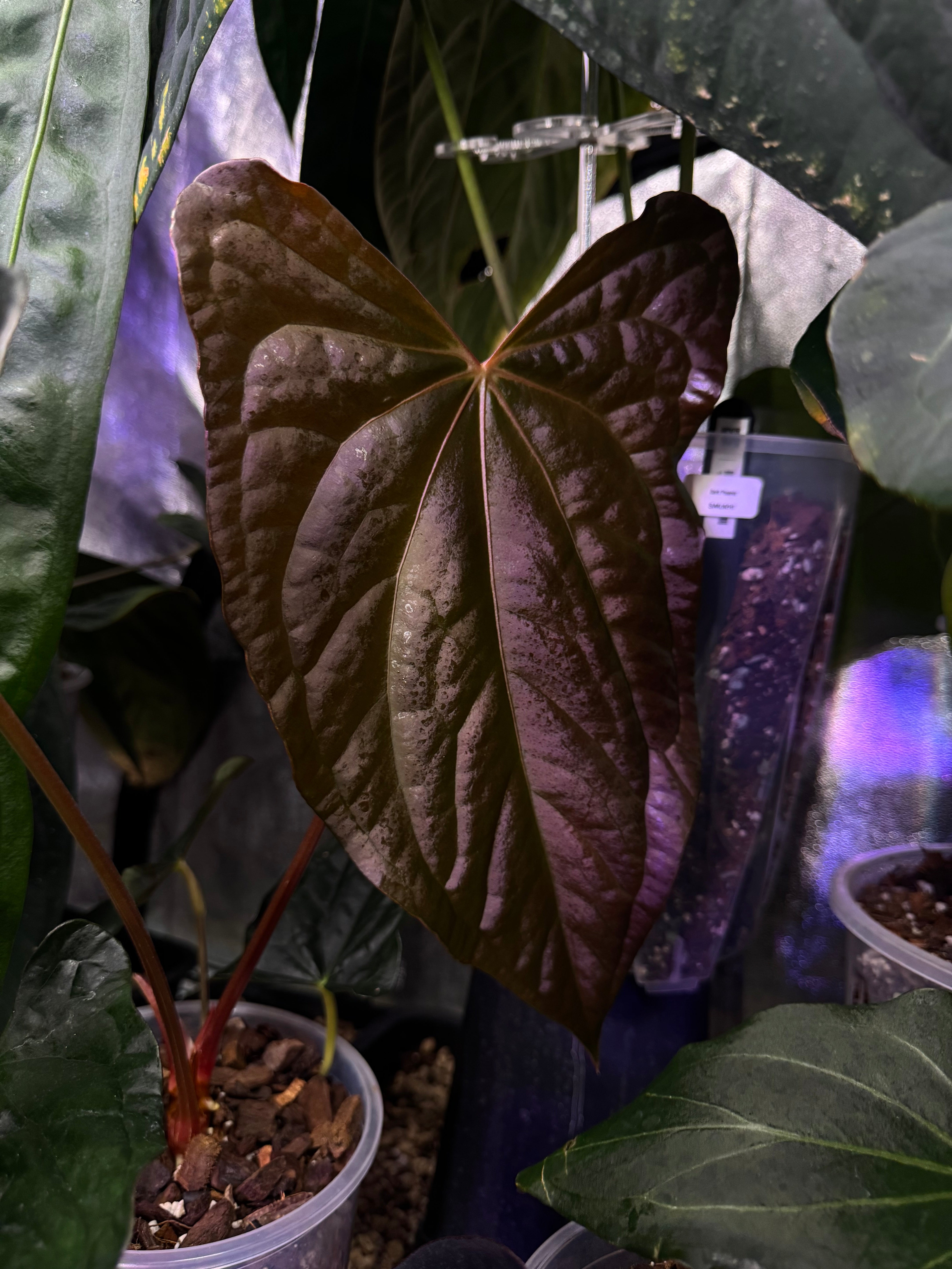 NFS: Anthurium (Fort Sherman x Ralph Lynam) 'Grim Reaper' x Luxurians