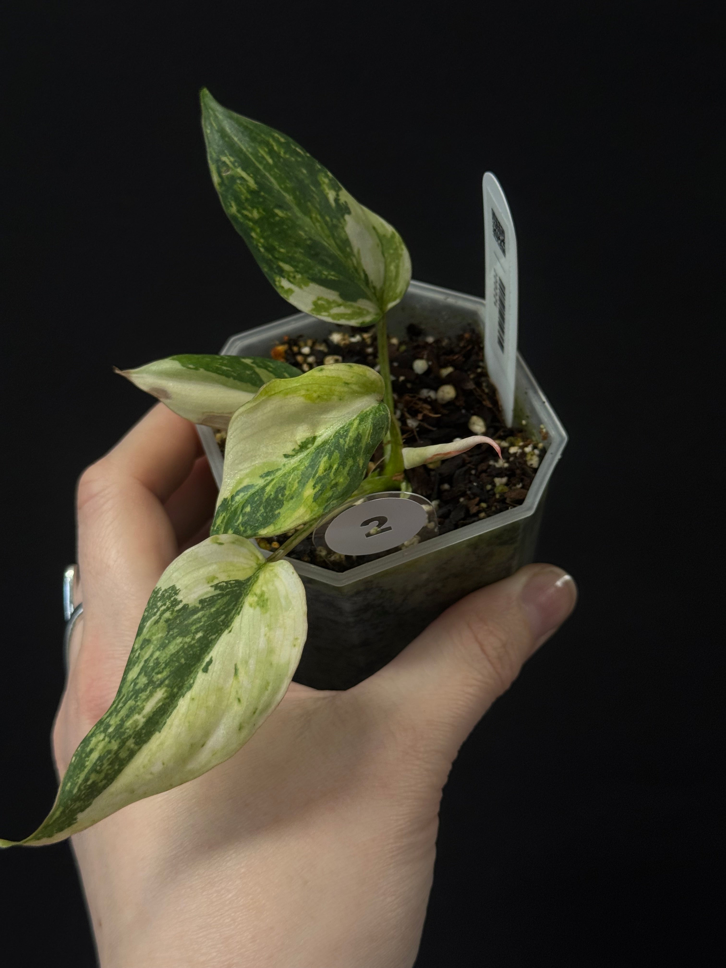 Philodendron Gloriosum Tricolor
