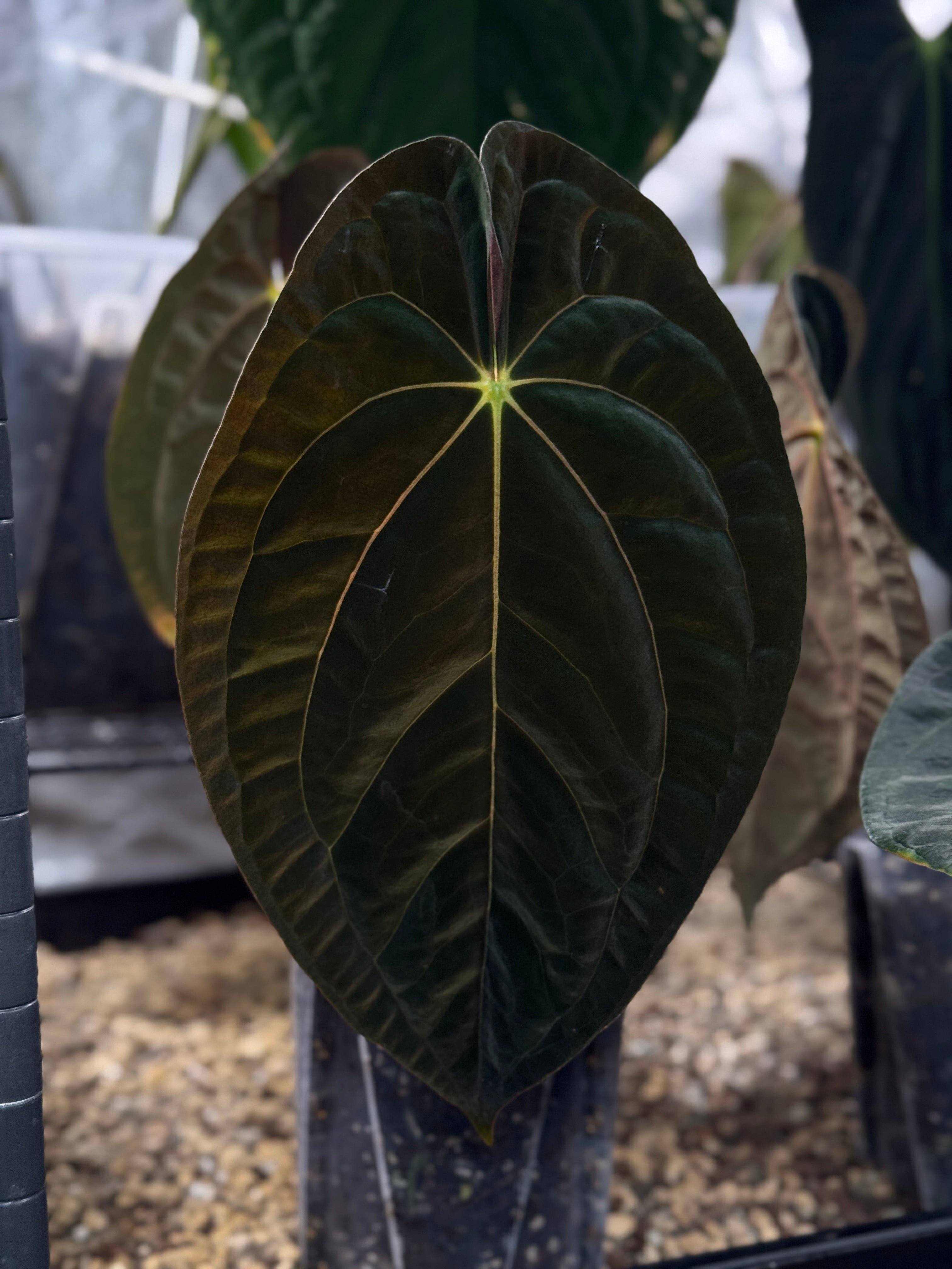 Anthurium papillilaminum'Gunayala'×RDP NFS: Anthurium Papillilaminum 'Guna Yala' - Rare Finds for Refined