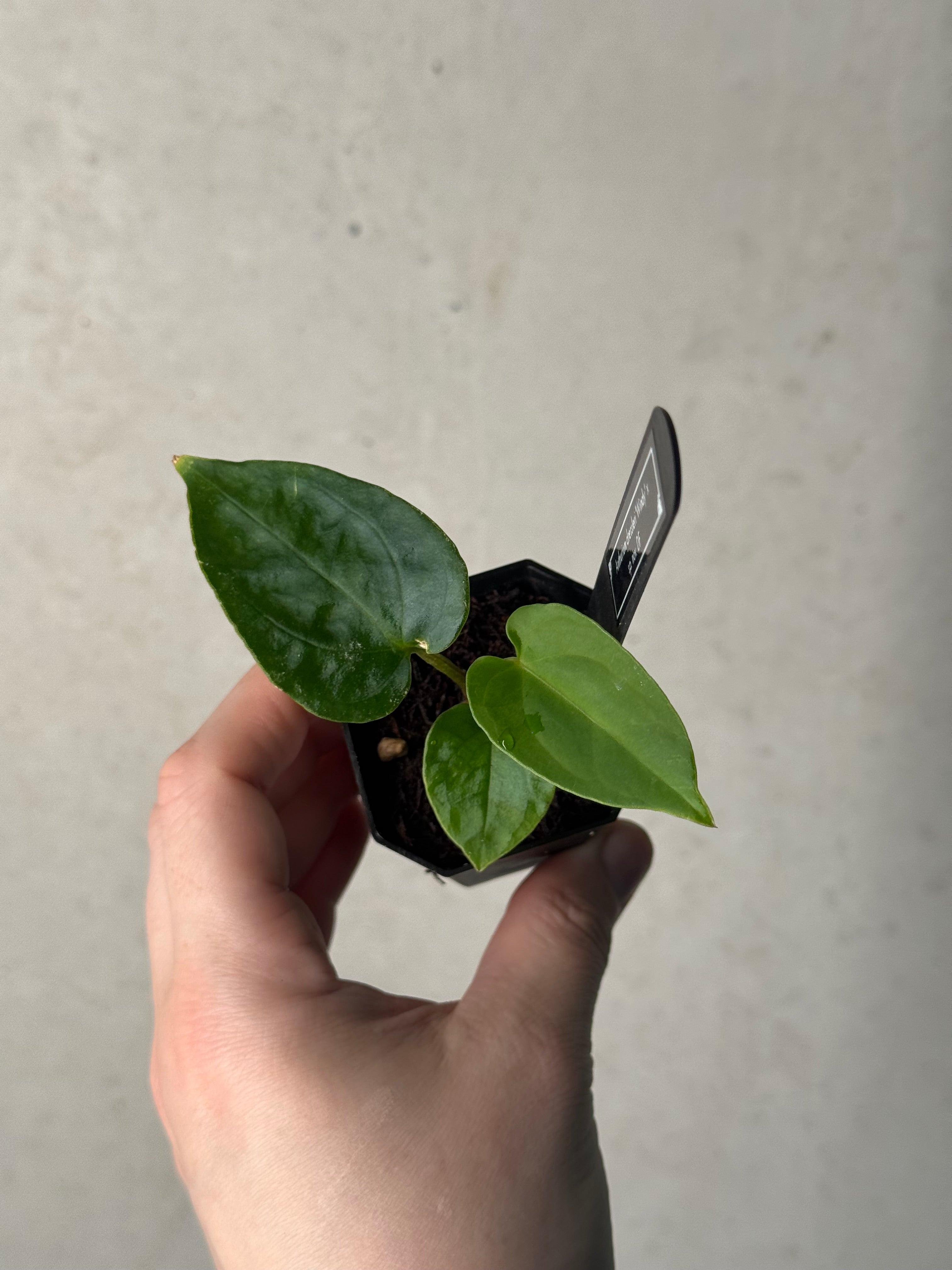 Anthurium Dressleri 'Windy' x sp. Nov DF