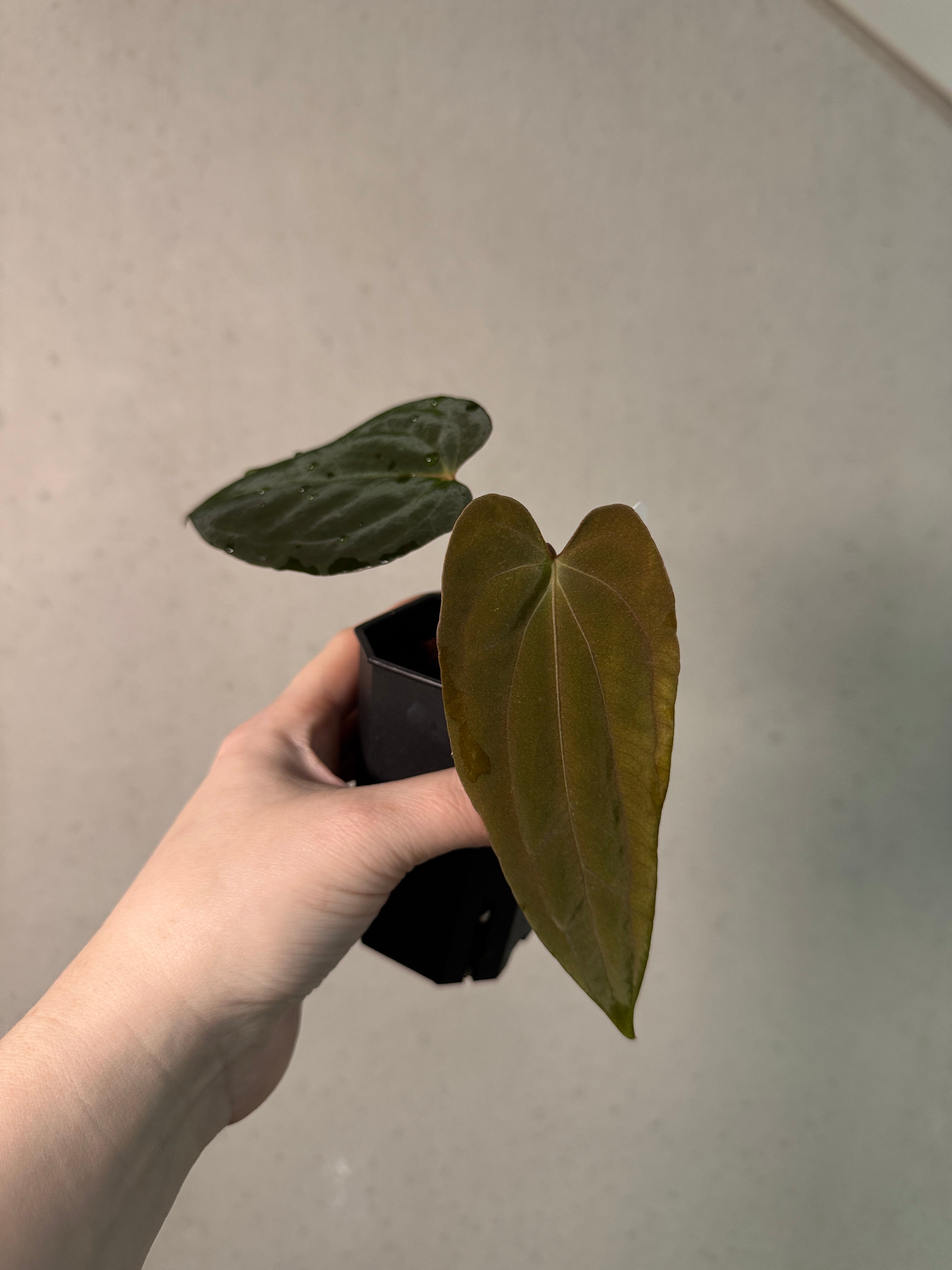 Anthurium Papillilaminum 'Marie' - Clone