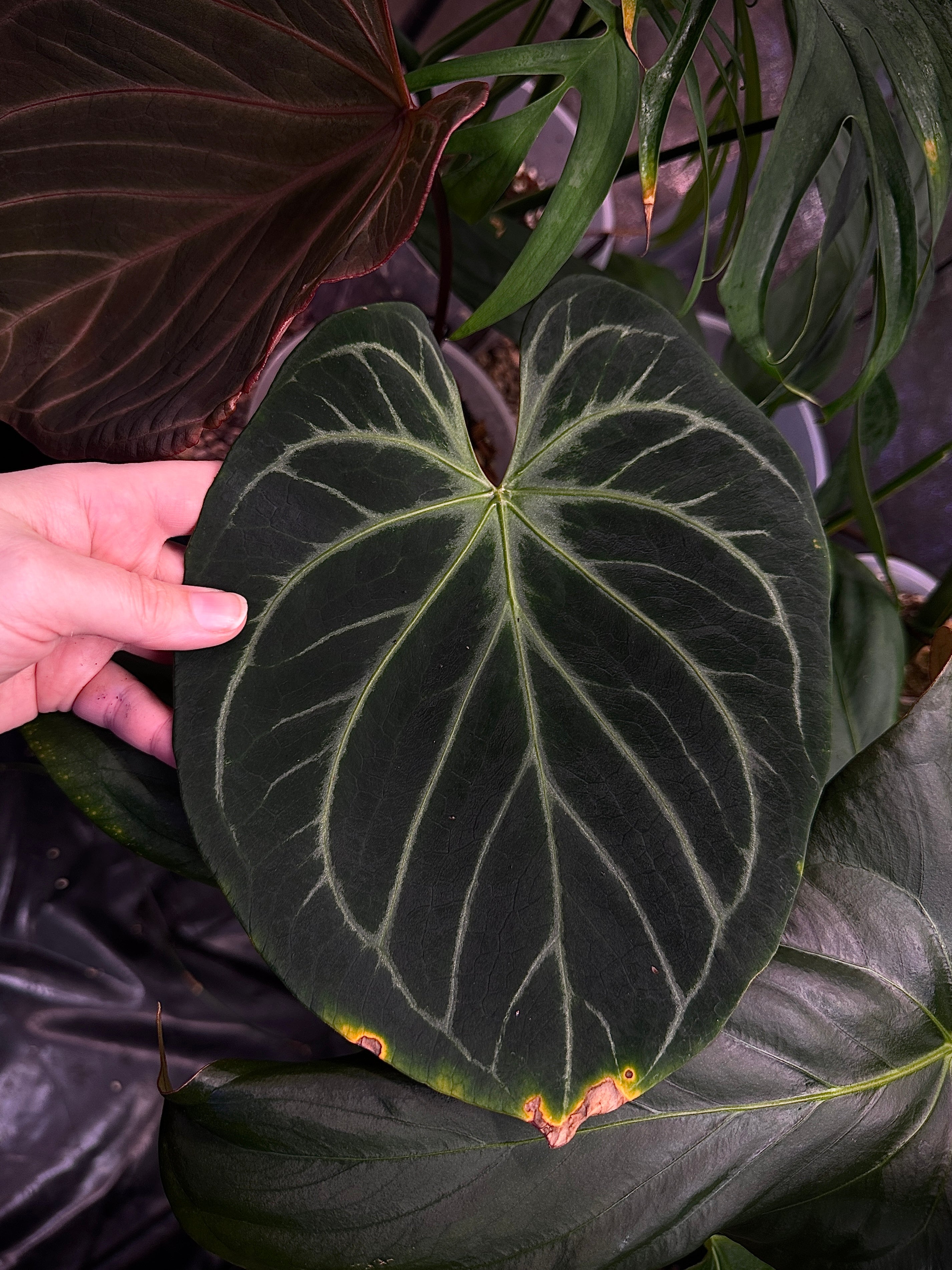 Private Collection NFS Anthurium HU plant with glossy green leaves and vibrant red flowers, indoor houseplant display.