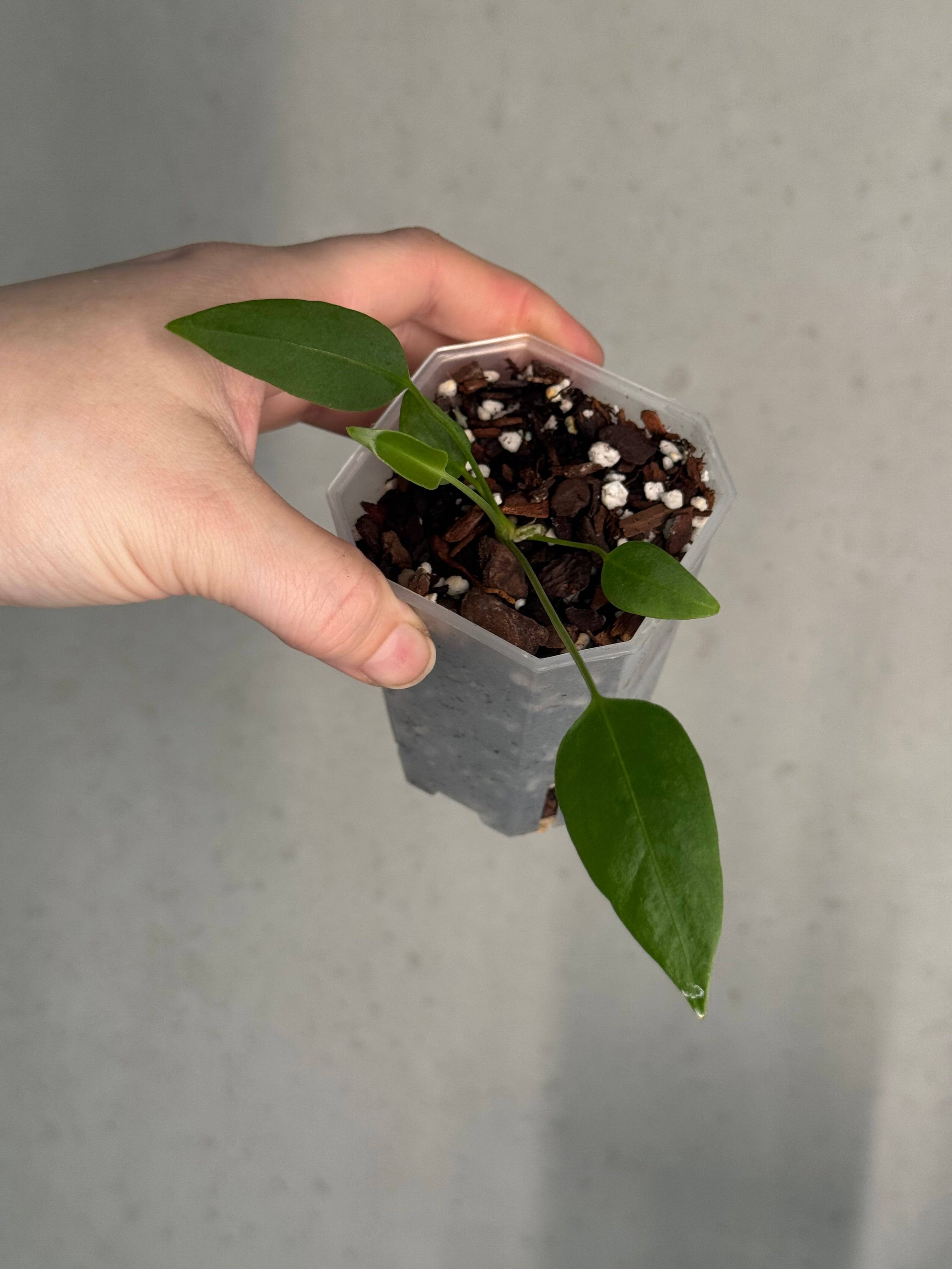 Anthurium sp. Morona x self - SMUKHI