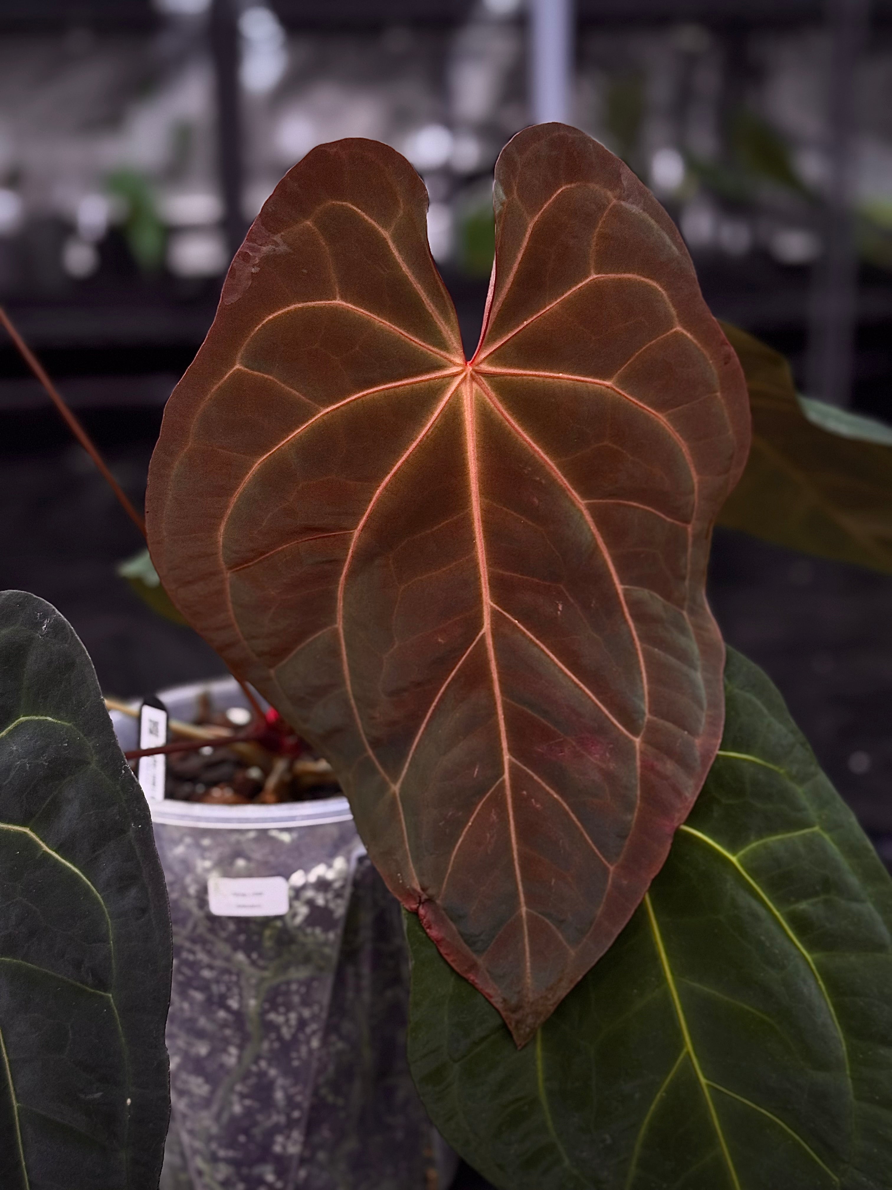 NFS: Anthurium Subsignatum x RVDP
