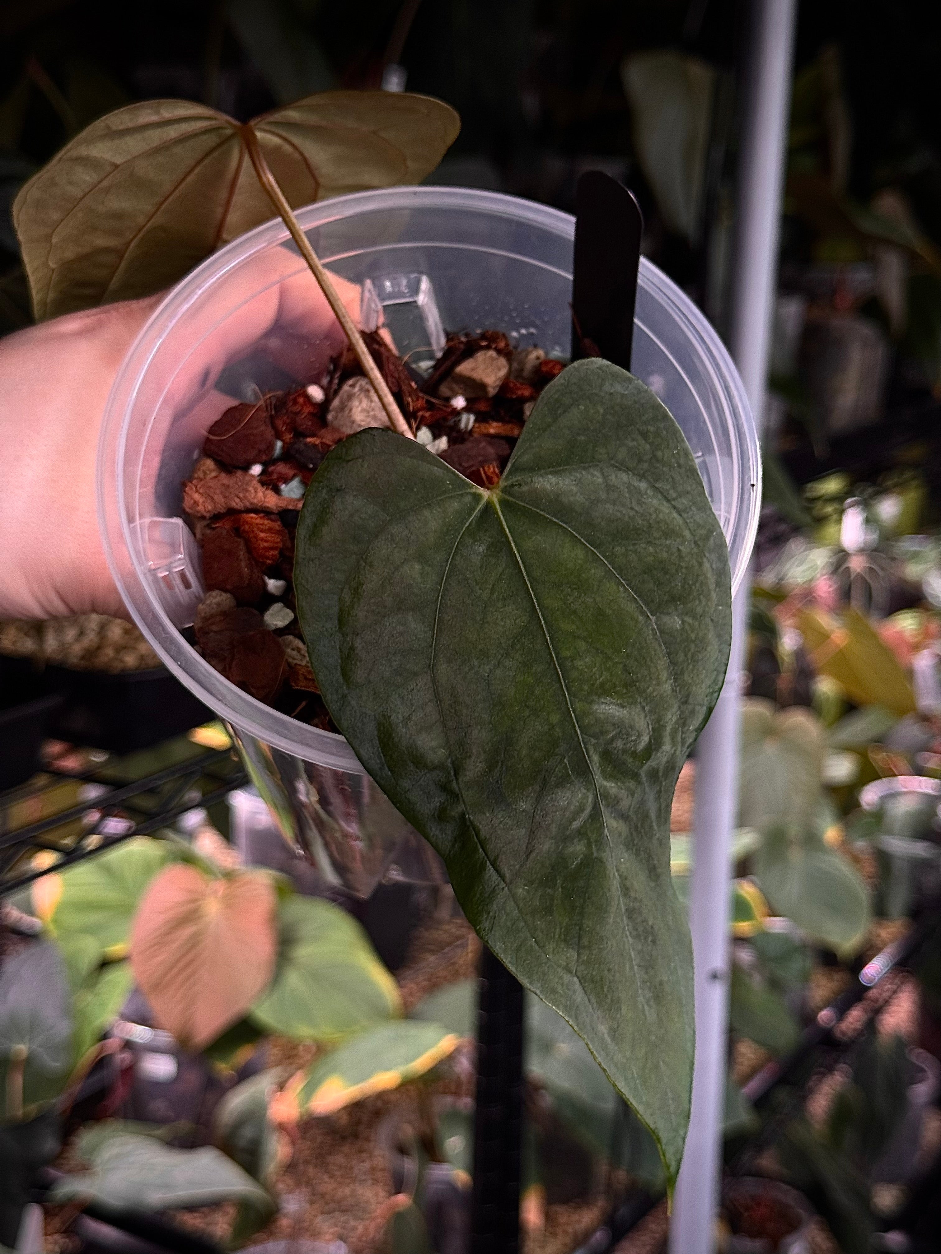 NFS: Anthurium RLxFS (JV)