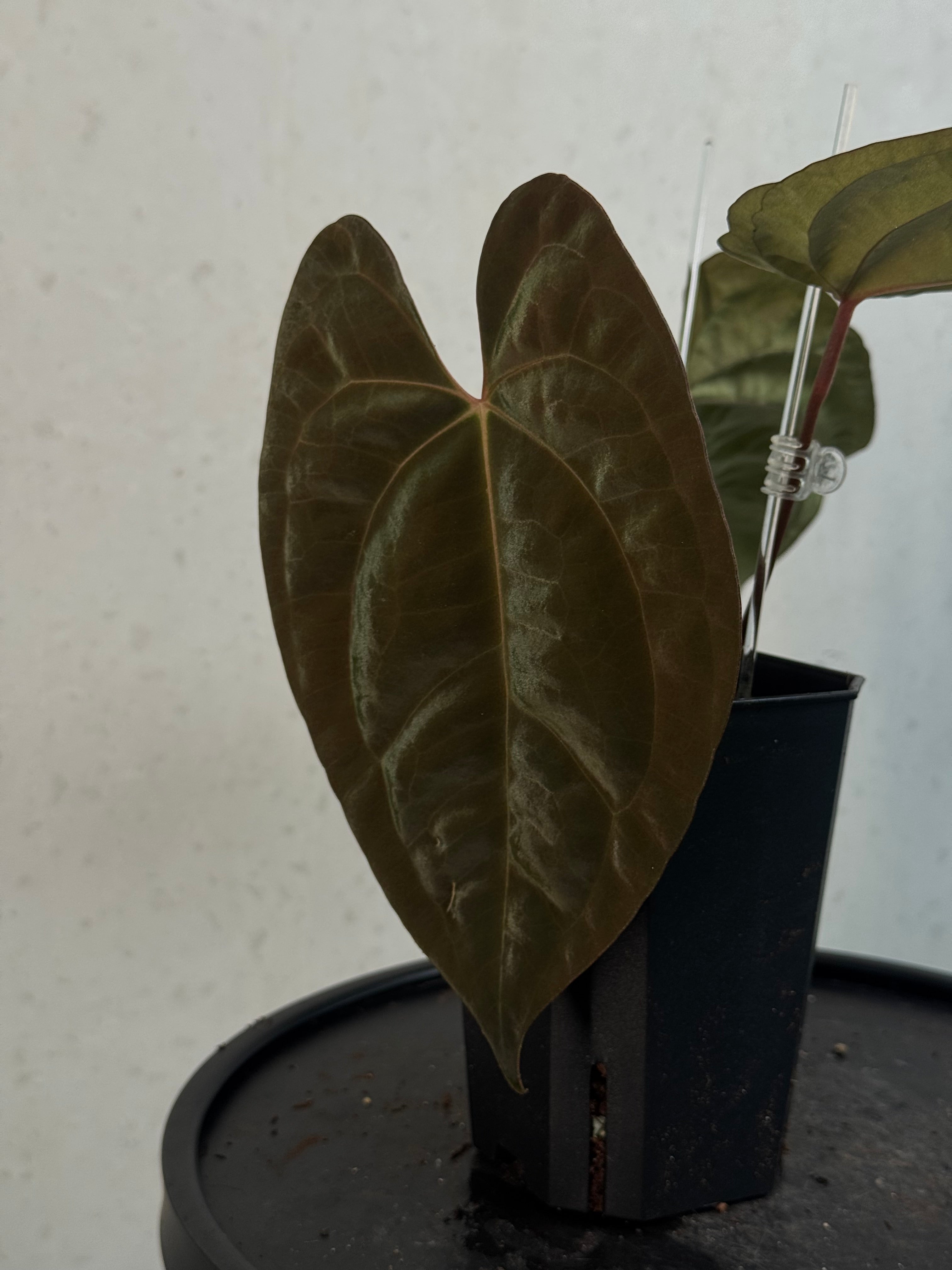 Anthurium Goliath x Dark Phoenix - Clone - Pre-order
