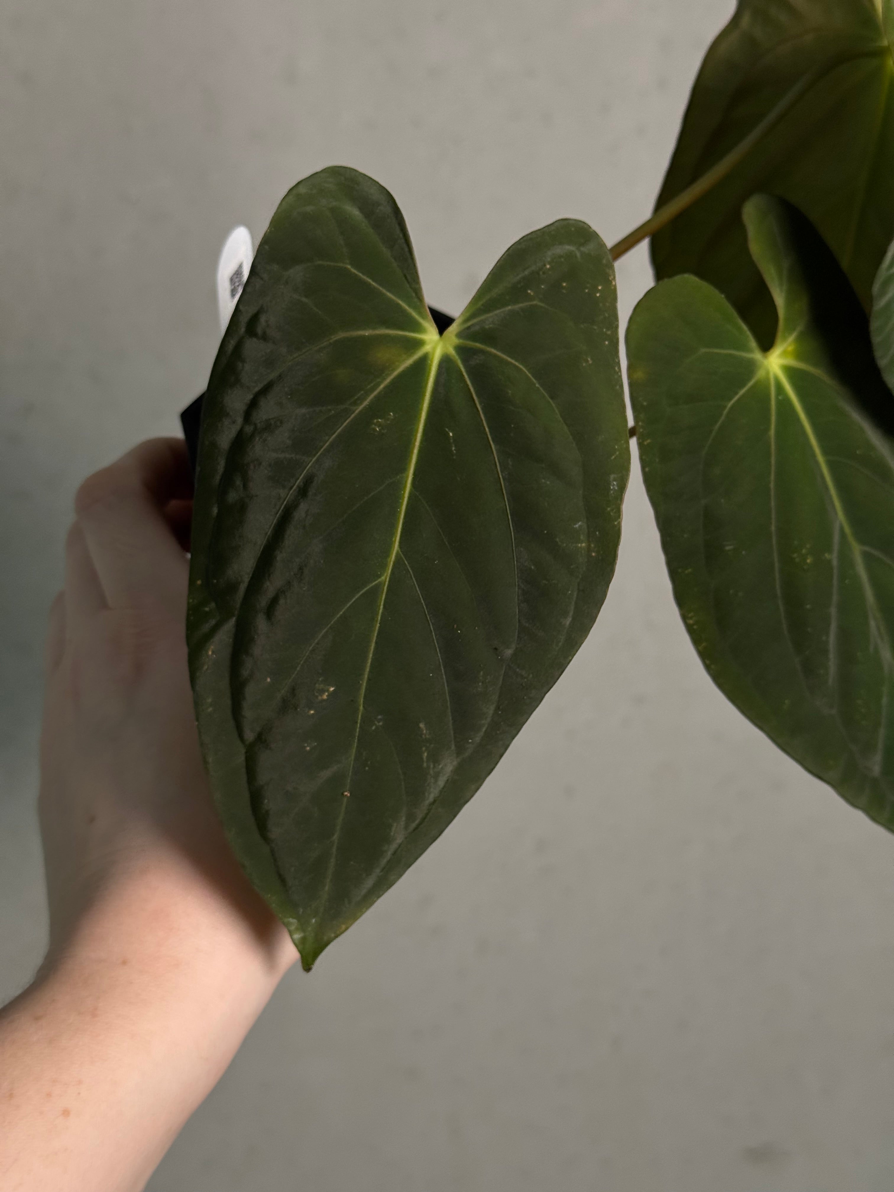 Anthurium RLxFS x Dark Phoenix | SMUKHI