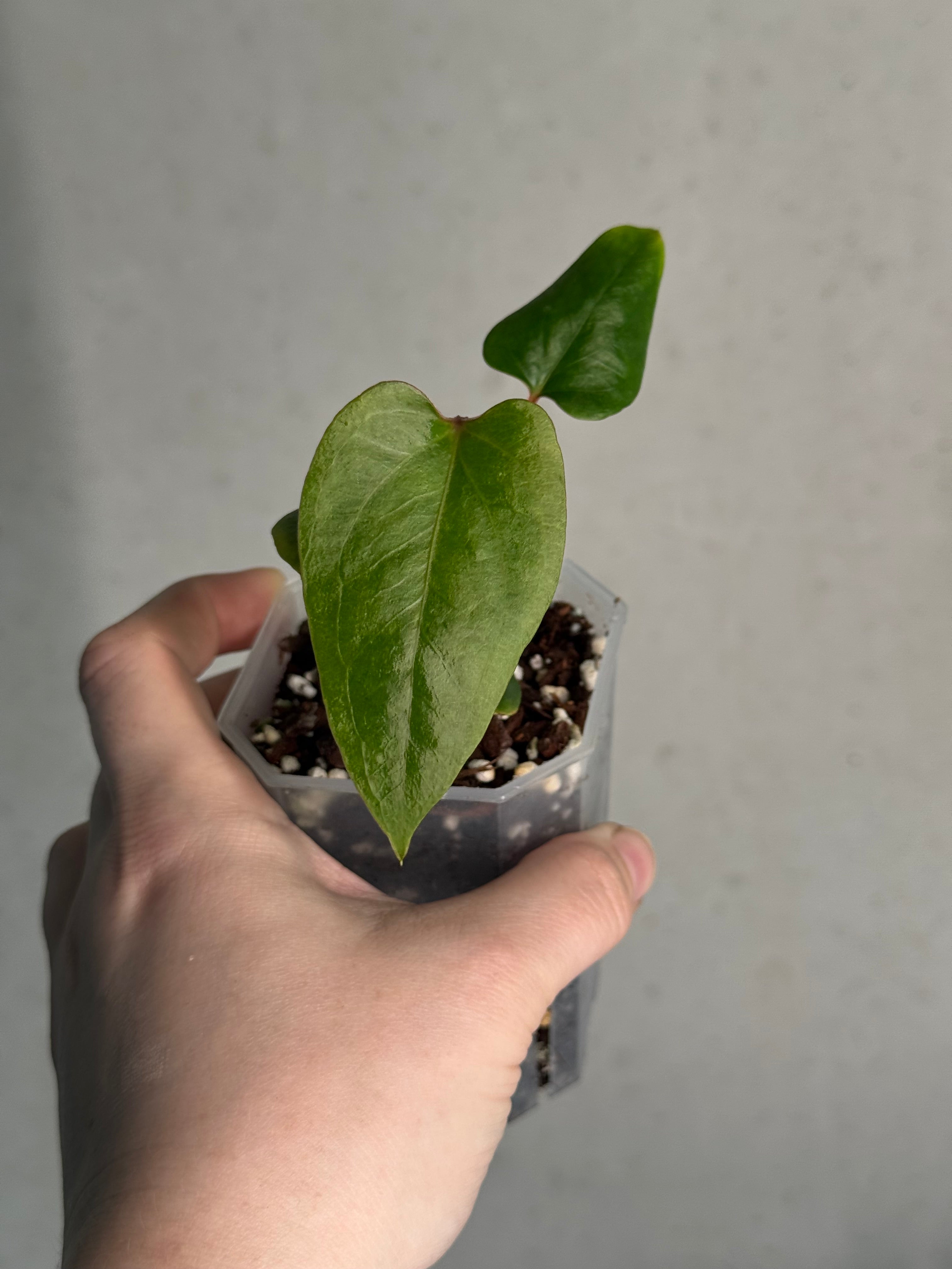 Anthurium cf. Sagittatum S1